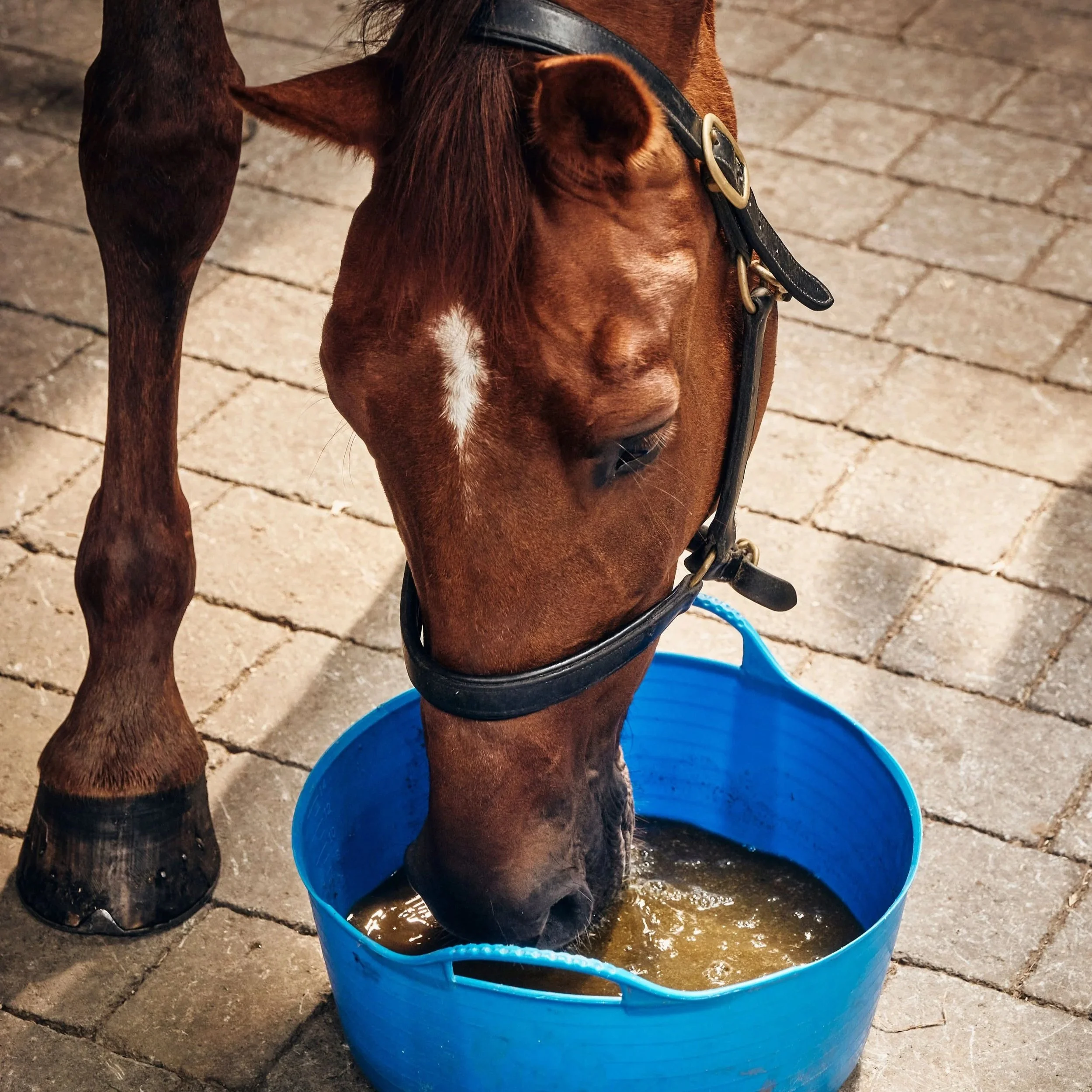 BHF-July-2020-L1050429.jpg