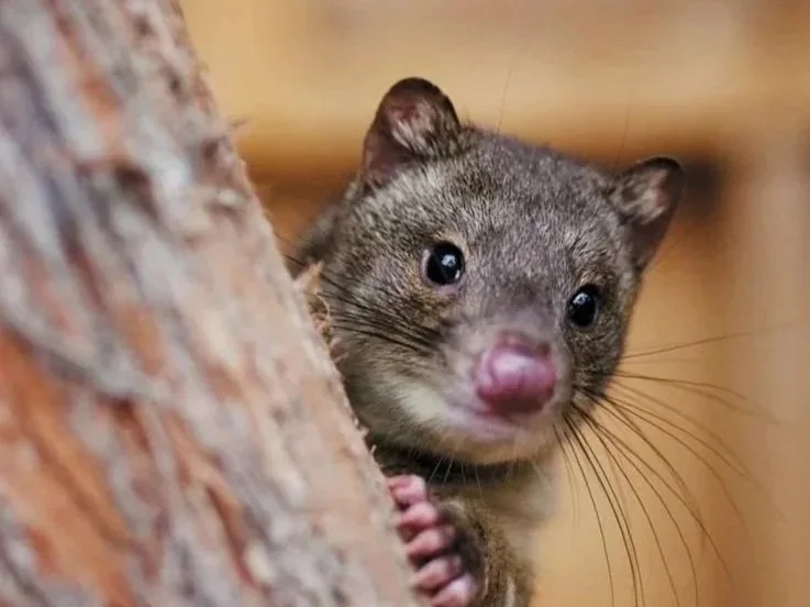 Leaping%252Bquoll.jpg