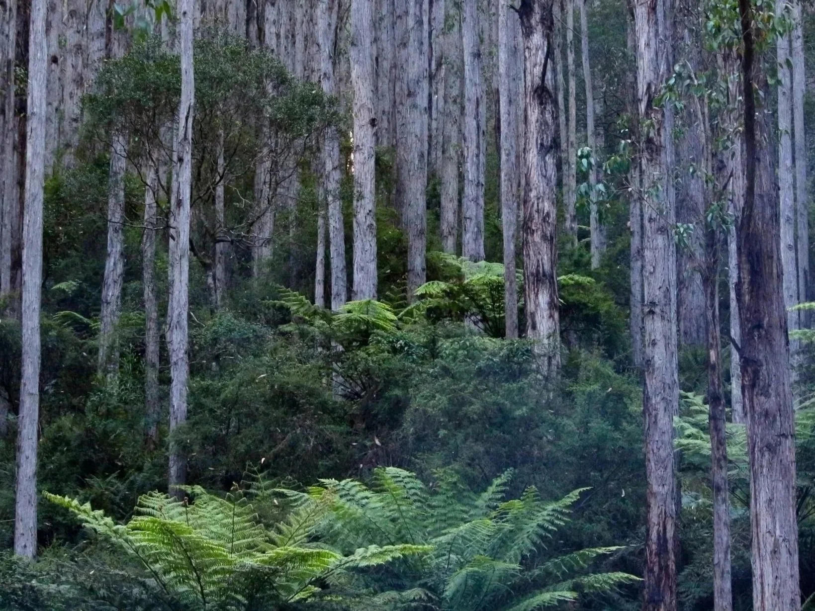 Otways%25252B-%25252BMark%25252BLePla.jpg