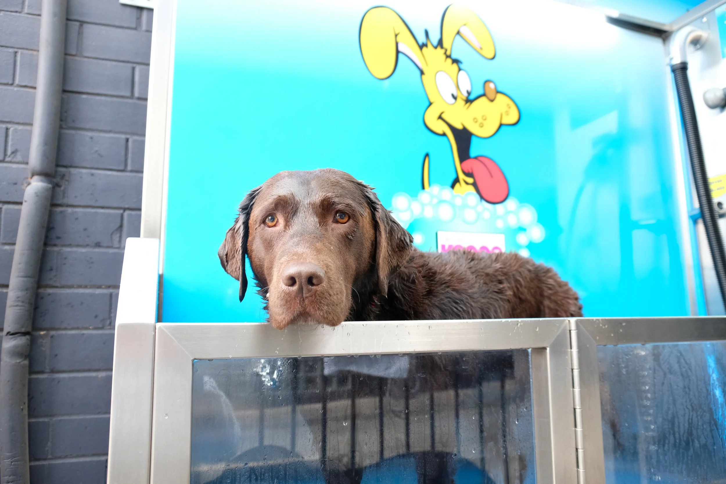 K9000 Dog Wash