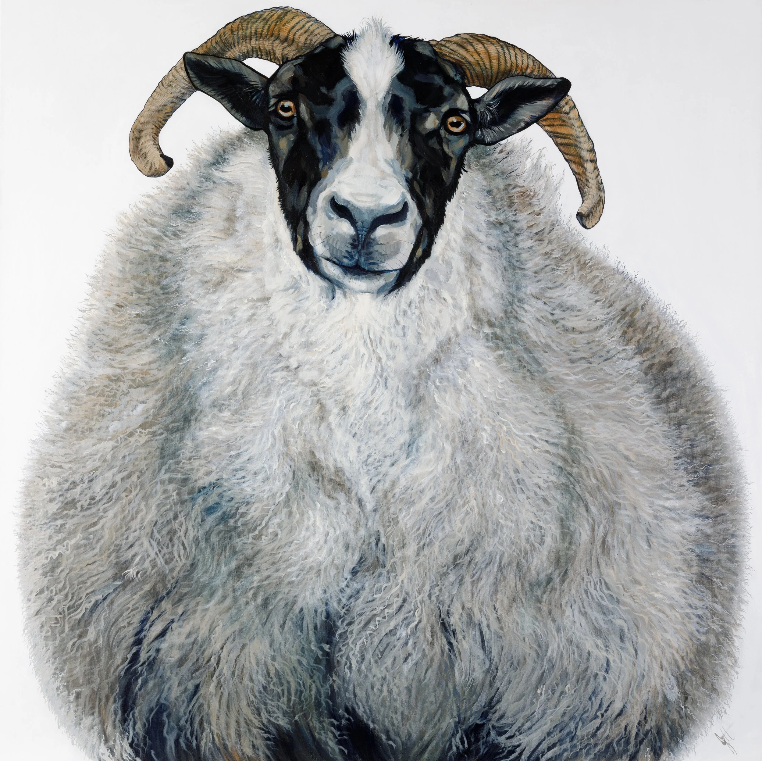 Blackface Ewe_ALC_9599.jpg