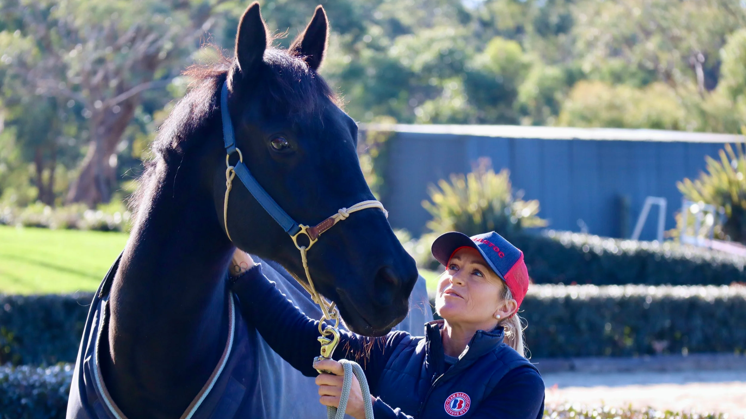 Barastoc Horse