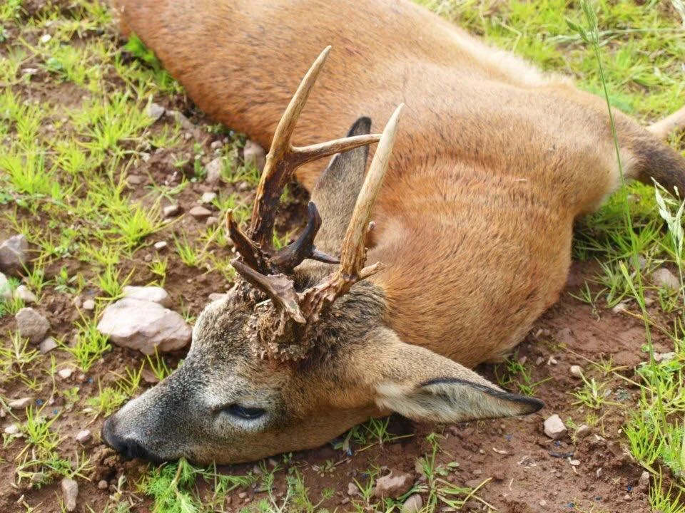 Woodmill Shootings - Malform Forfar.jpg