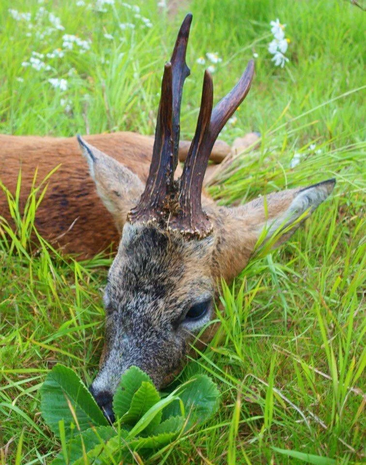 Woodmill Shootings - Buck 1.jpg