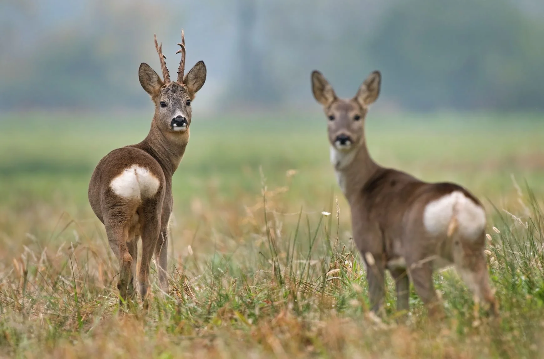 Roe deer two looking backshutterstock reduced.jpg