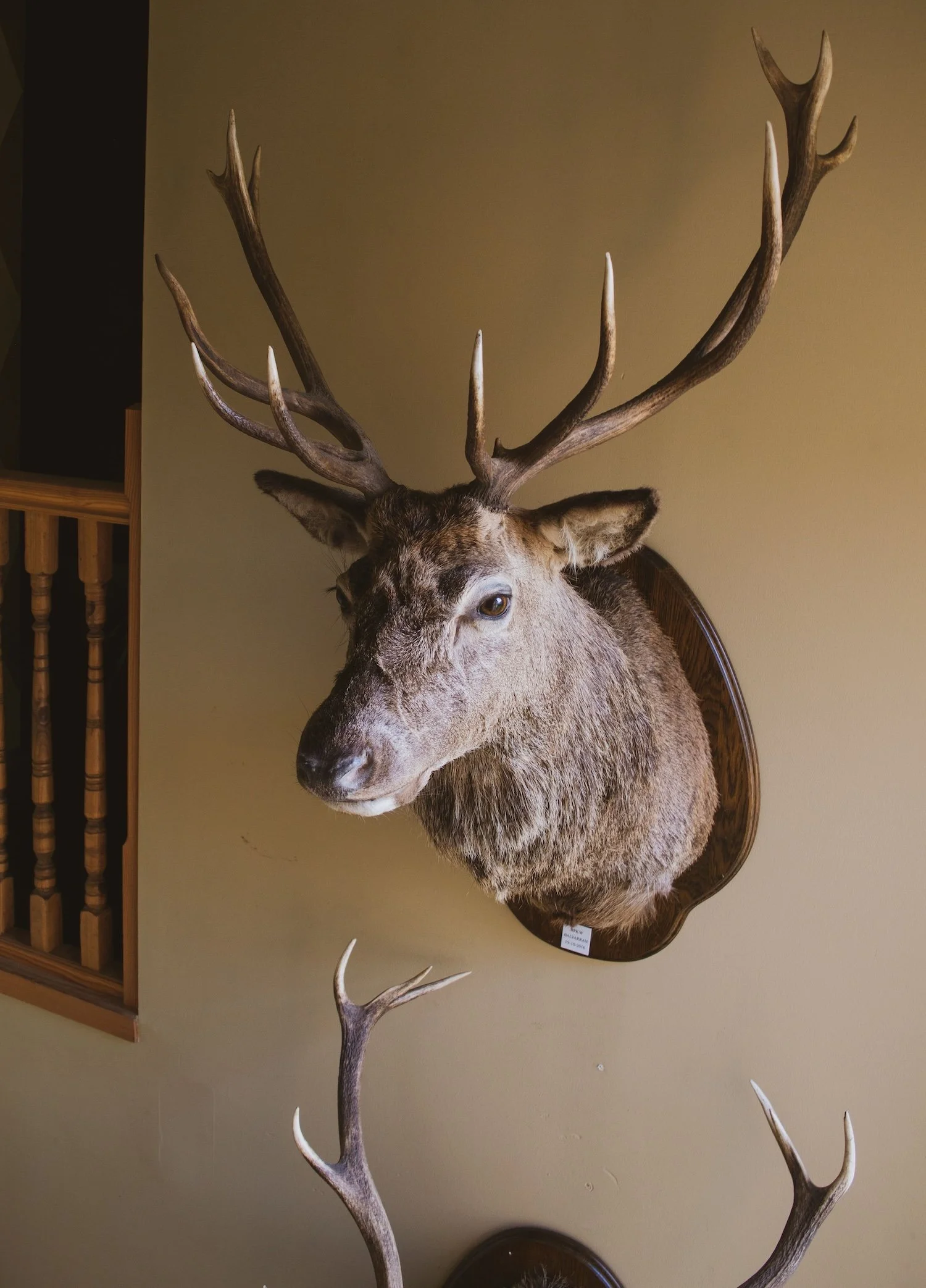 Mounted deer head with large antlers on a beige wall.