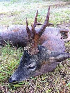 Woodmill Shootings - Buck 3.jpg