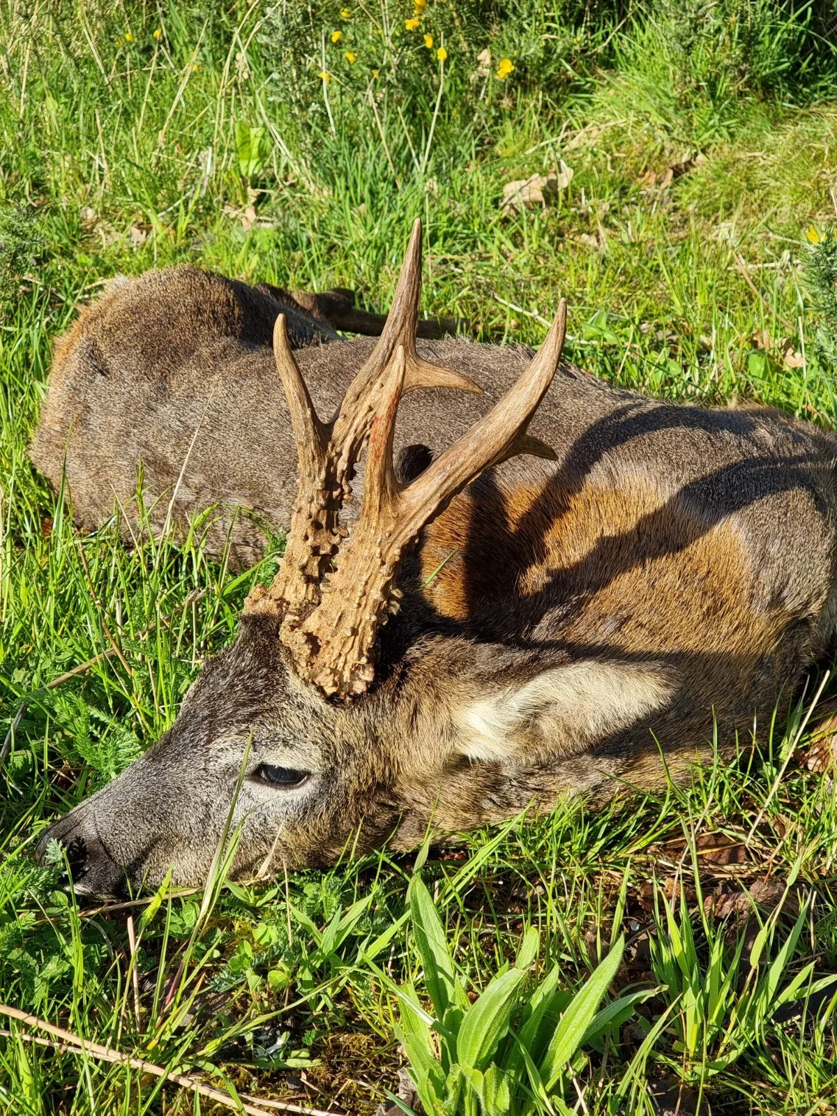 woodmill-shootings-mario-zala buck-03.jpg