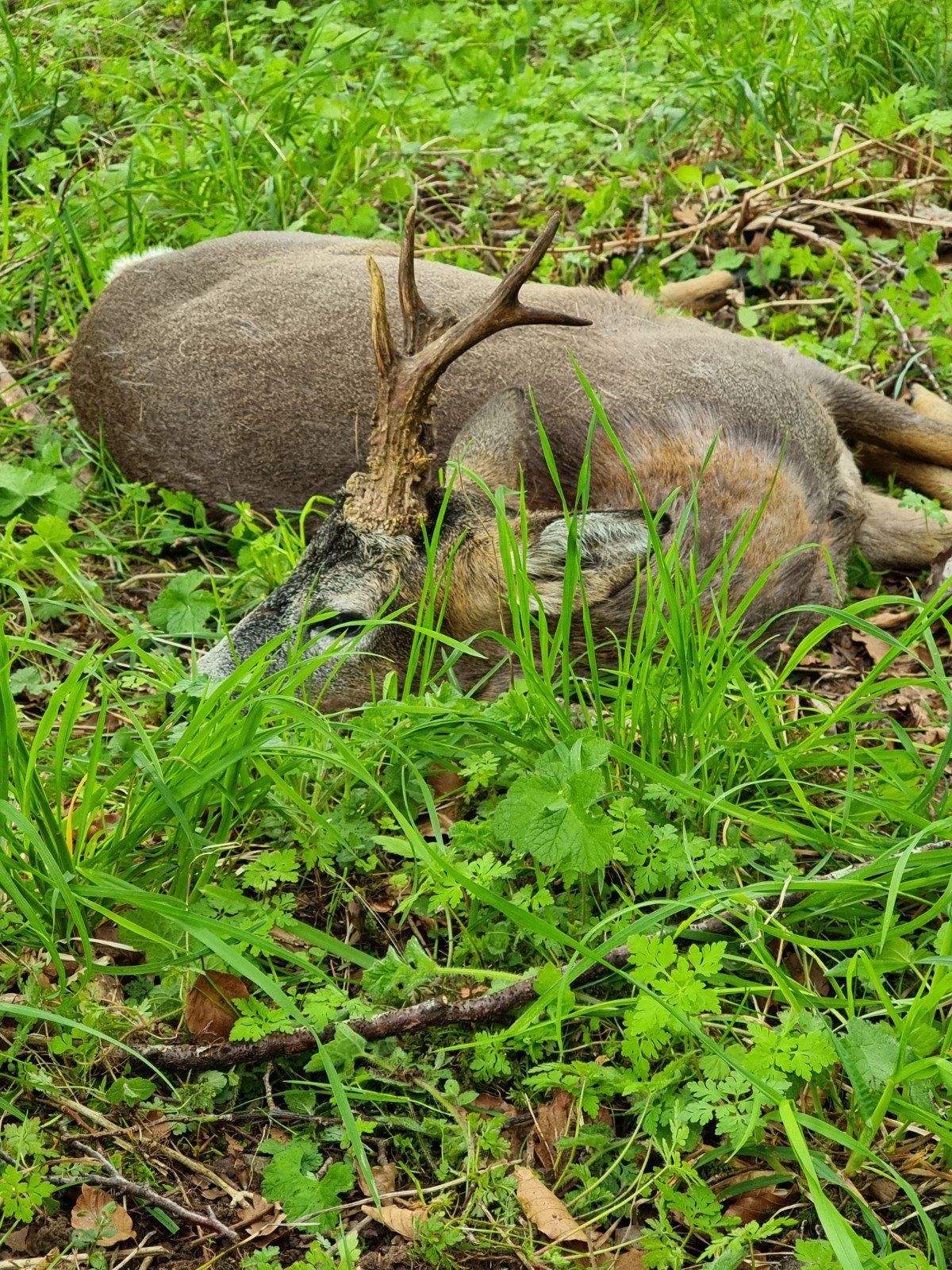 woodmill-shootings-mario-zala buck-01.jpg