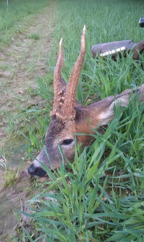 Woodmill Shootings - Buck 2.jpg