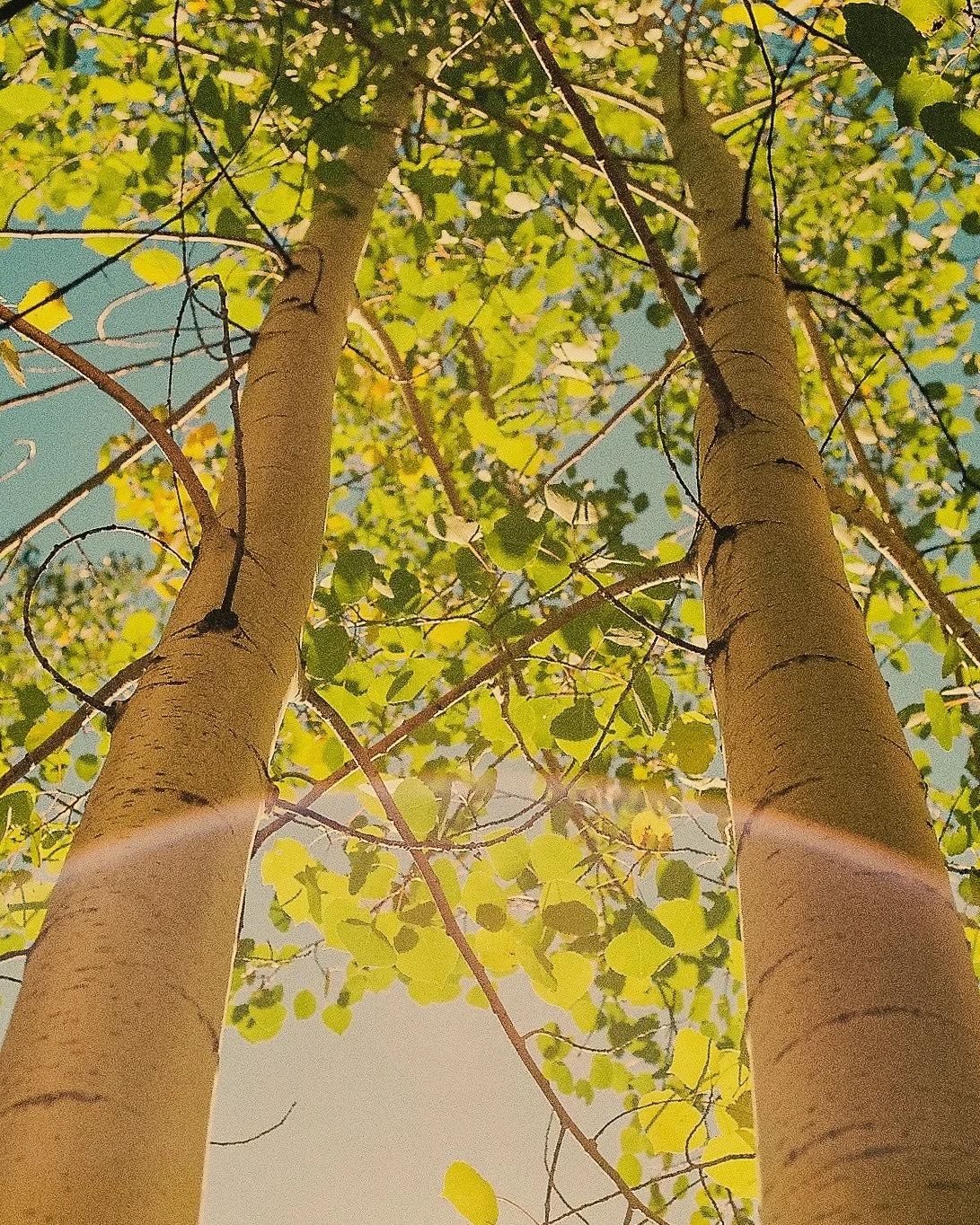 HUG TREES!