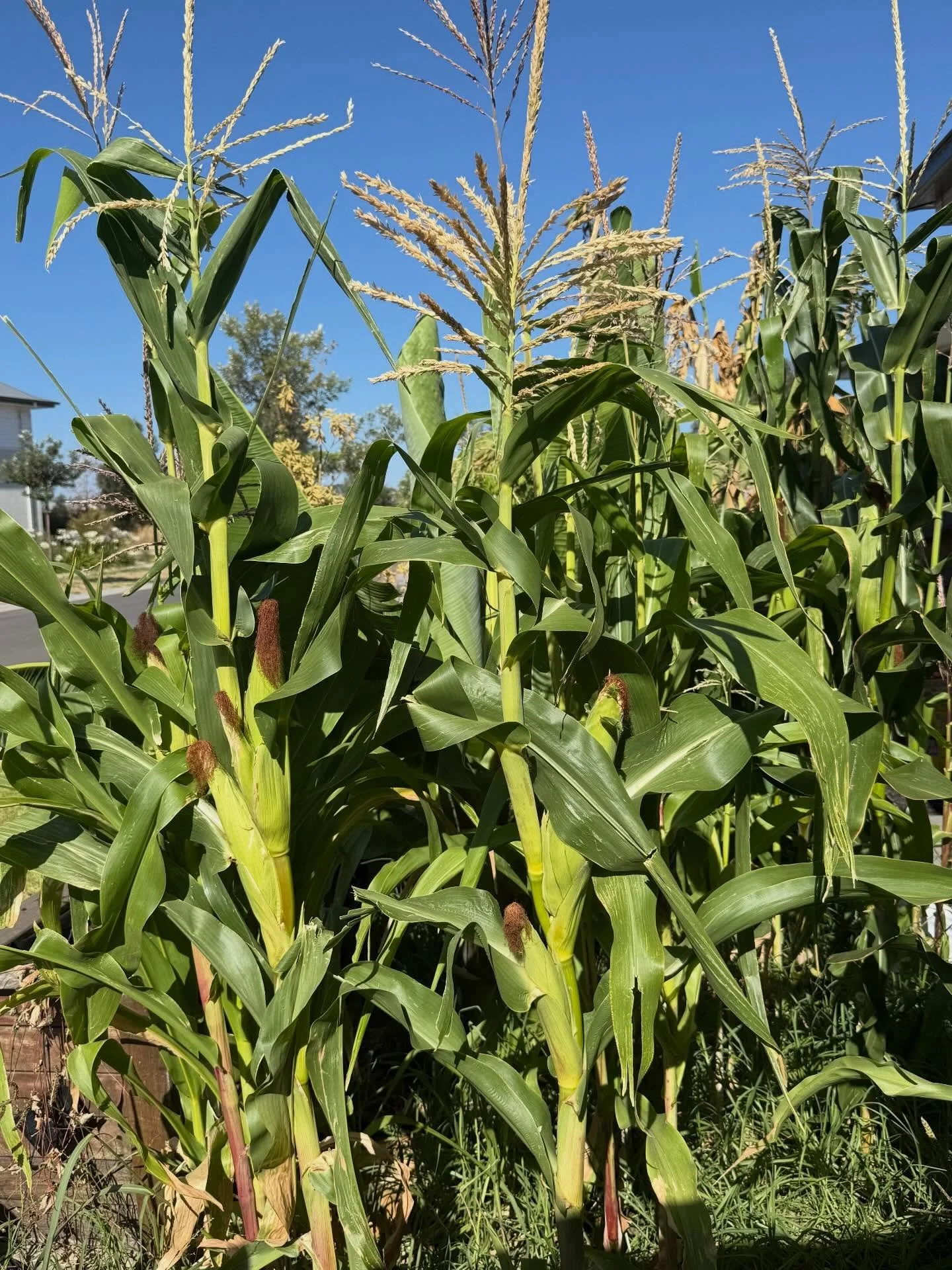 Great harvest given the circumstances. I had to cut down my maize field because I was moving houses, sad!
#SpoutSkills  #SproutCorn #sproutconnect