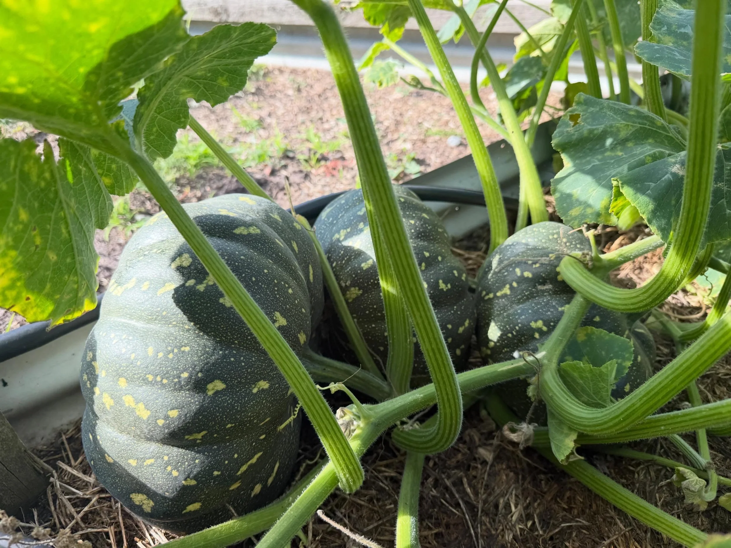 Last year I took a role at @joyoftheearthcommunitygarden, an inspiring and healing workspace. It is sad to share with you that I put down my shovels yesterday due to distance. Thank you all for your support in this great learning journey. Looking for