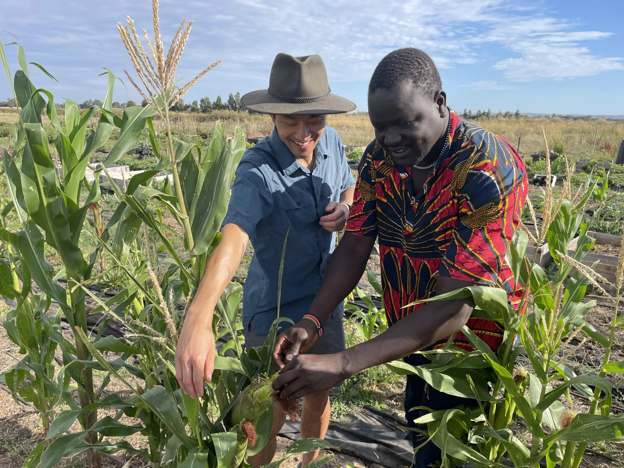 Two men, one wearing a wide-brimmed hat and the other wearing a colorful patterned shirt, are working together in a cornfield on a sunny day. They are smiling and appear to be harvesting or inspecting the corn plants.