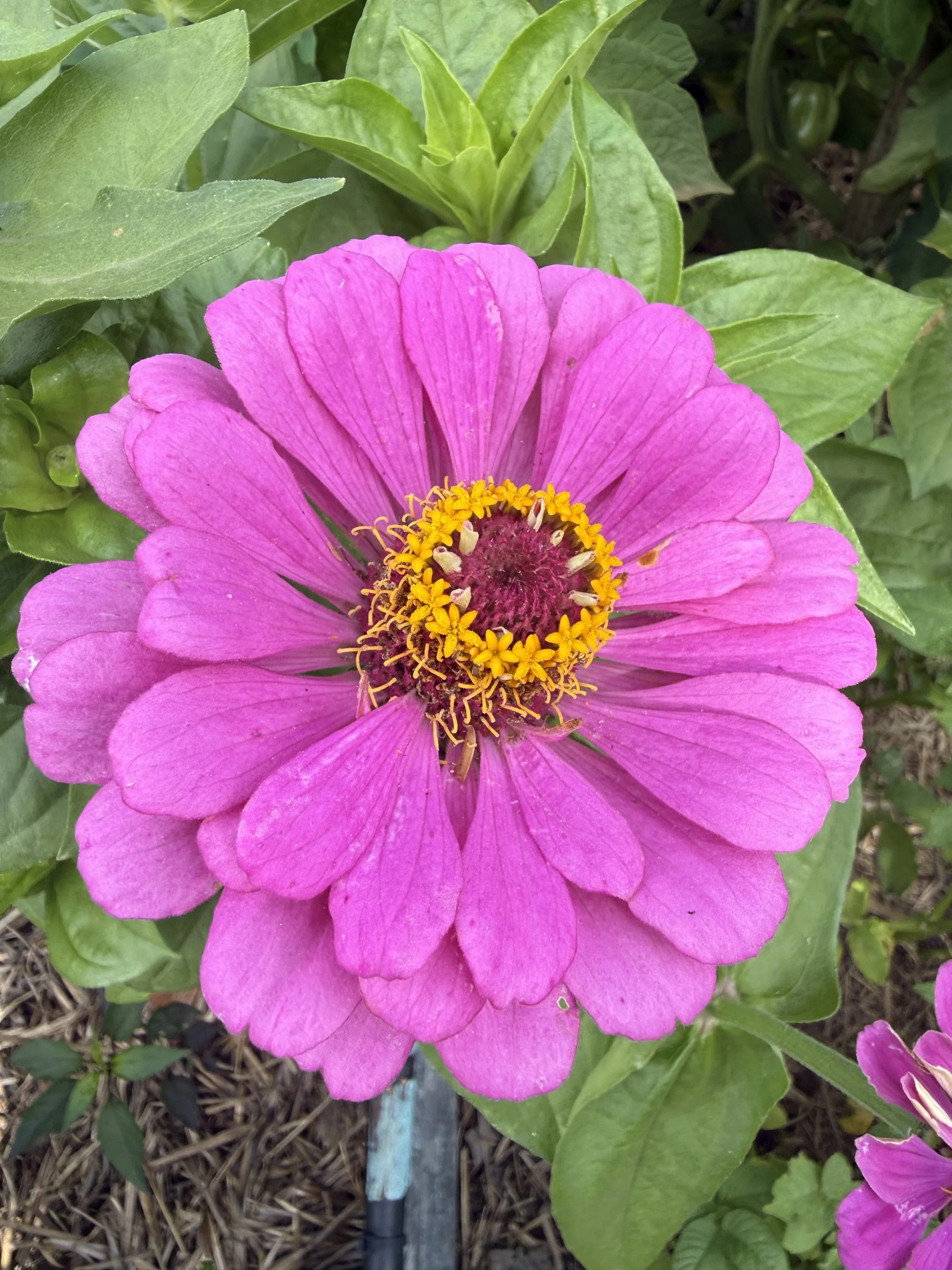 A vibrant pink flower with a yellow and dark center, surrounded by green leaves.