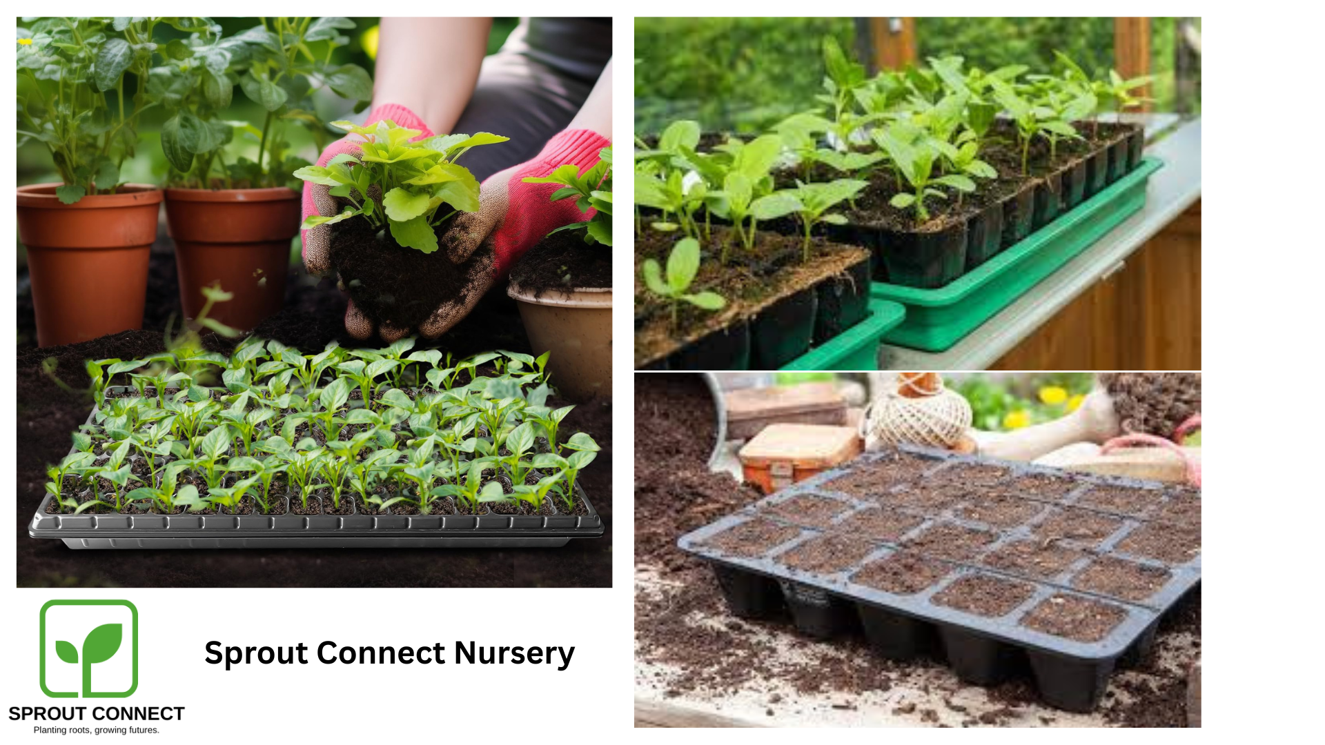 Sprout Connect Seedling.png
