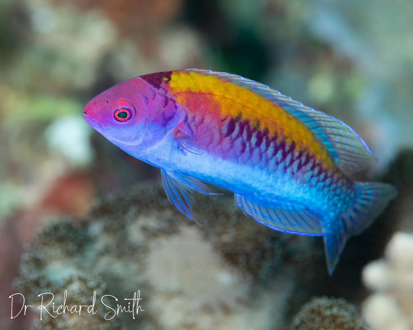 Our first day diving at the edge of the Gulf of Tomini in Central Sulawesi, Indonesia and we saw the stunning endemic Orangeback Fairy-Wrasse (Cirrhilabrus aurantidorsalis) on all three dives 🤩 So incredible!! #togianislanddiving #cirrhilabrusaurant