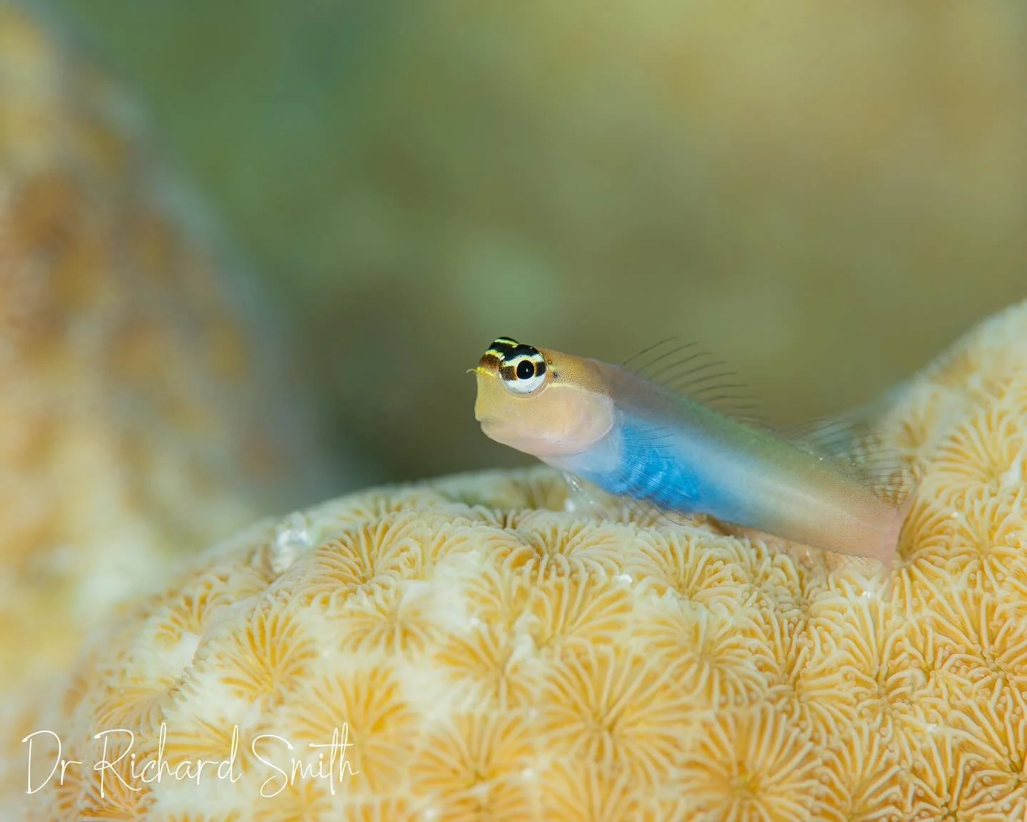 Today we saw many Blue Belly Coral Blennies 🥳🥳🥳 The teeny tiny Togian islands are the only place in the world you can see them. Try saying Blue Belly Blenny even once 😂 #bluebellycoralblenny #togianislandendemic #ecseniuscaeruliventris