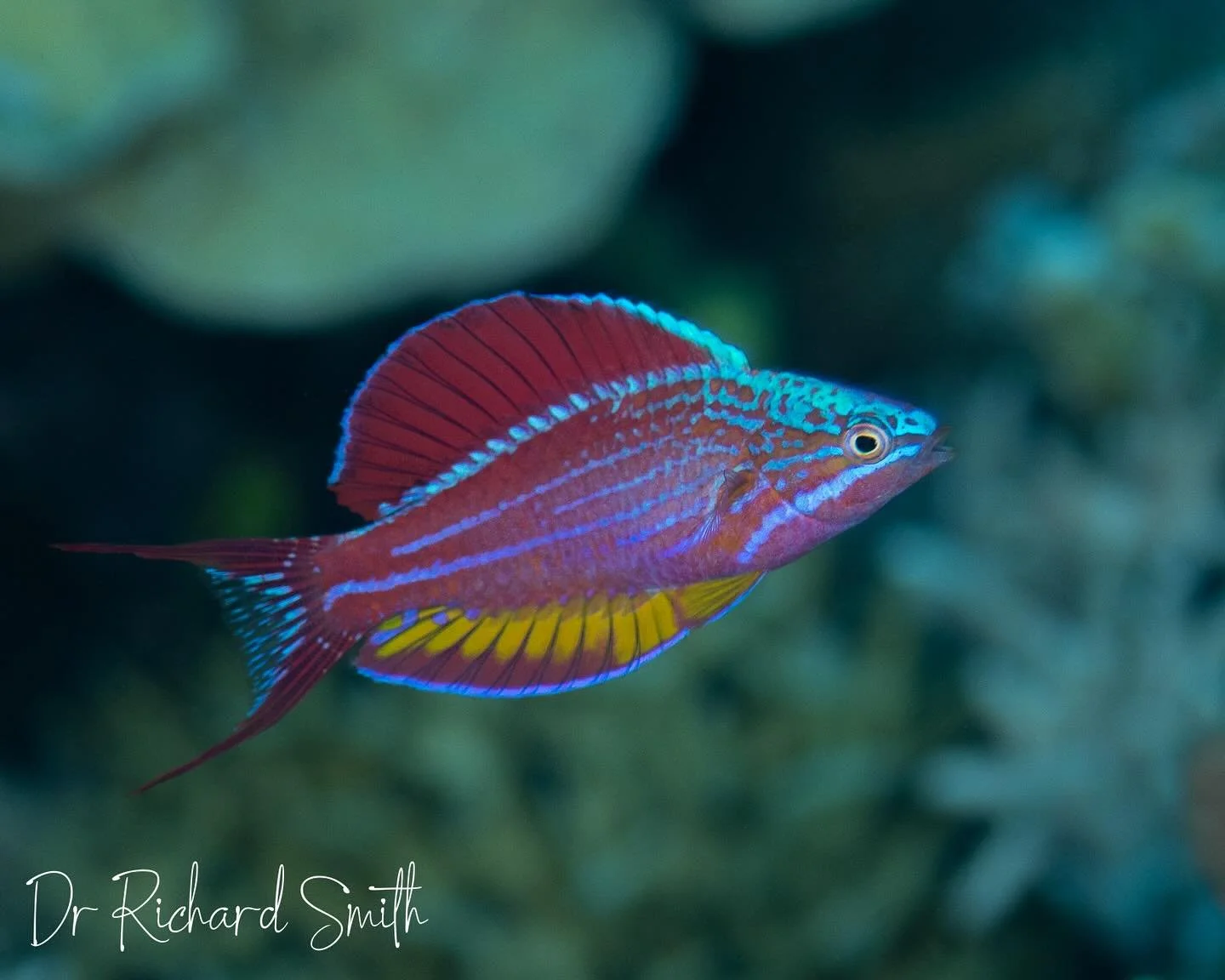 This is a displaying male Togean Flasher Wrasse (Paracheilinus togeanensis). It&rsquo;s found only in the Tomini Gulf of Central Sulawesi, Indonesia and up to coast to Lembeh Strait. This little fish reaches a maximum of just 7cm in length, but is li