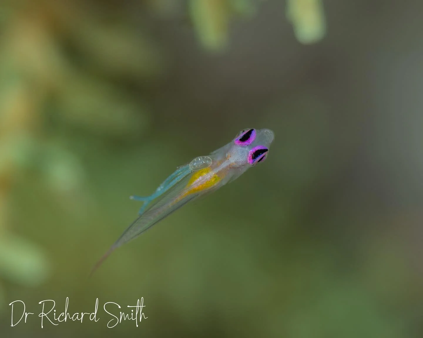 Parasites 🥳🥳🥳 This poor little Pink-Eye Goby is less than 2cm long bit is stricken by a copepod parasite that&rsquo;s almost half its length 🤯 Actually, the long stringy things are eggs, but still&hellip; poor little chap 😣 #pinkeyegoby #copepod