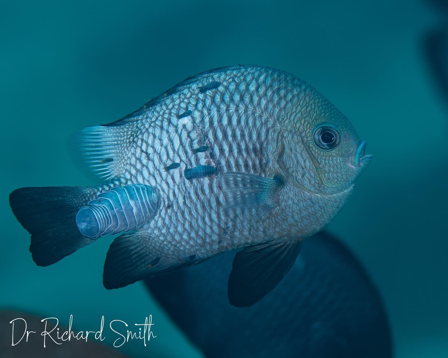This is insane&hellip;I count a dozen parasitic isopods on just one side of this poor Dascyllus 🤯 #isopodparasite #underwaternaturalist #marinebiology