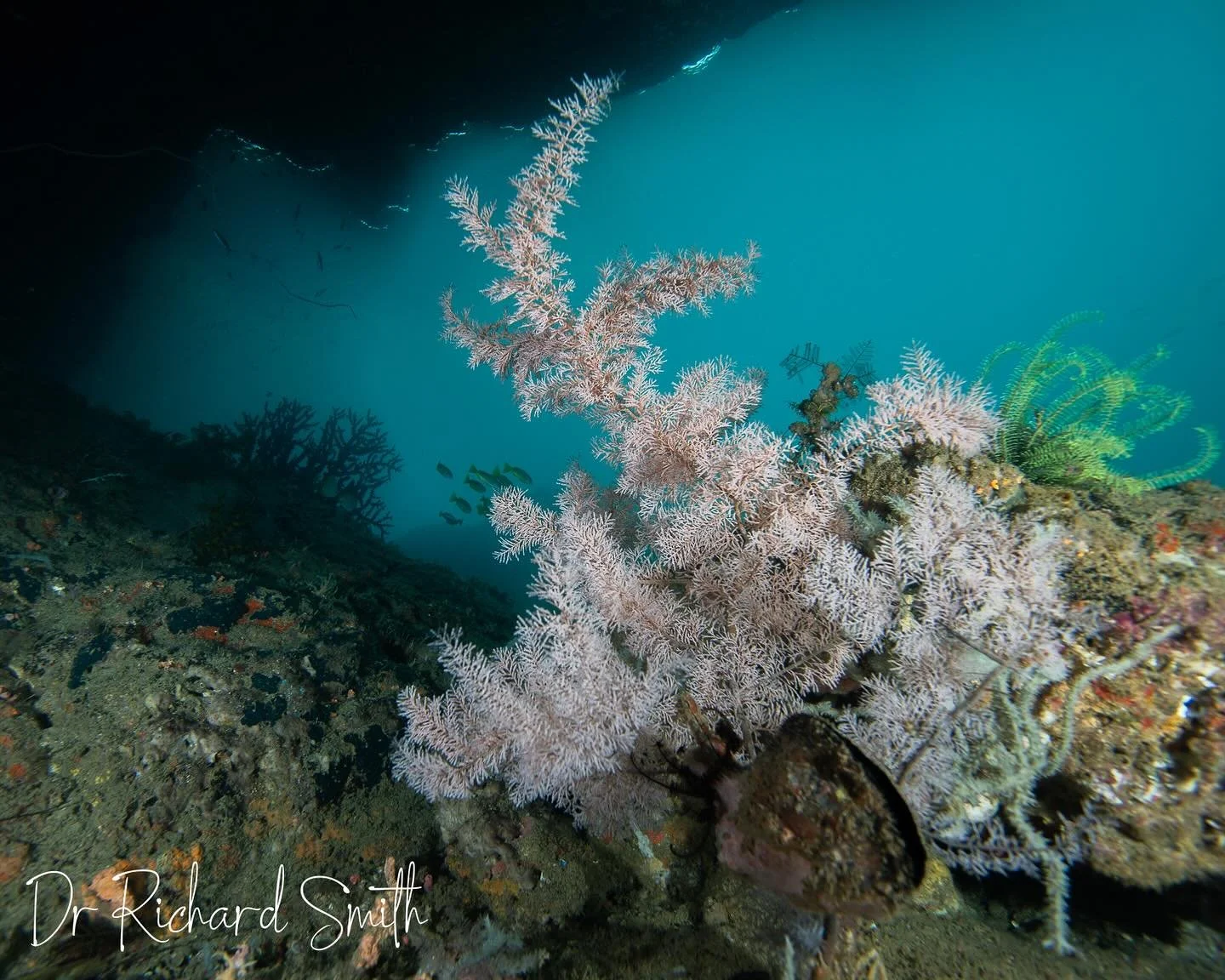I don&rsquo;t often put my wide angle lens on these days, but I really enjoyed shooting the otherworldly shallows here in Triton Bay, Indonesia today. My average depth was just 3.5m for the whole 70 minute dive 😂 #tritonbaydiving #underwaterworld #i