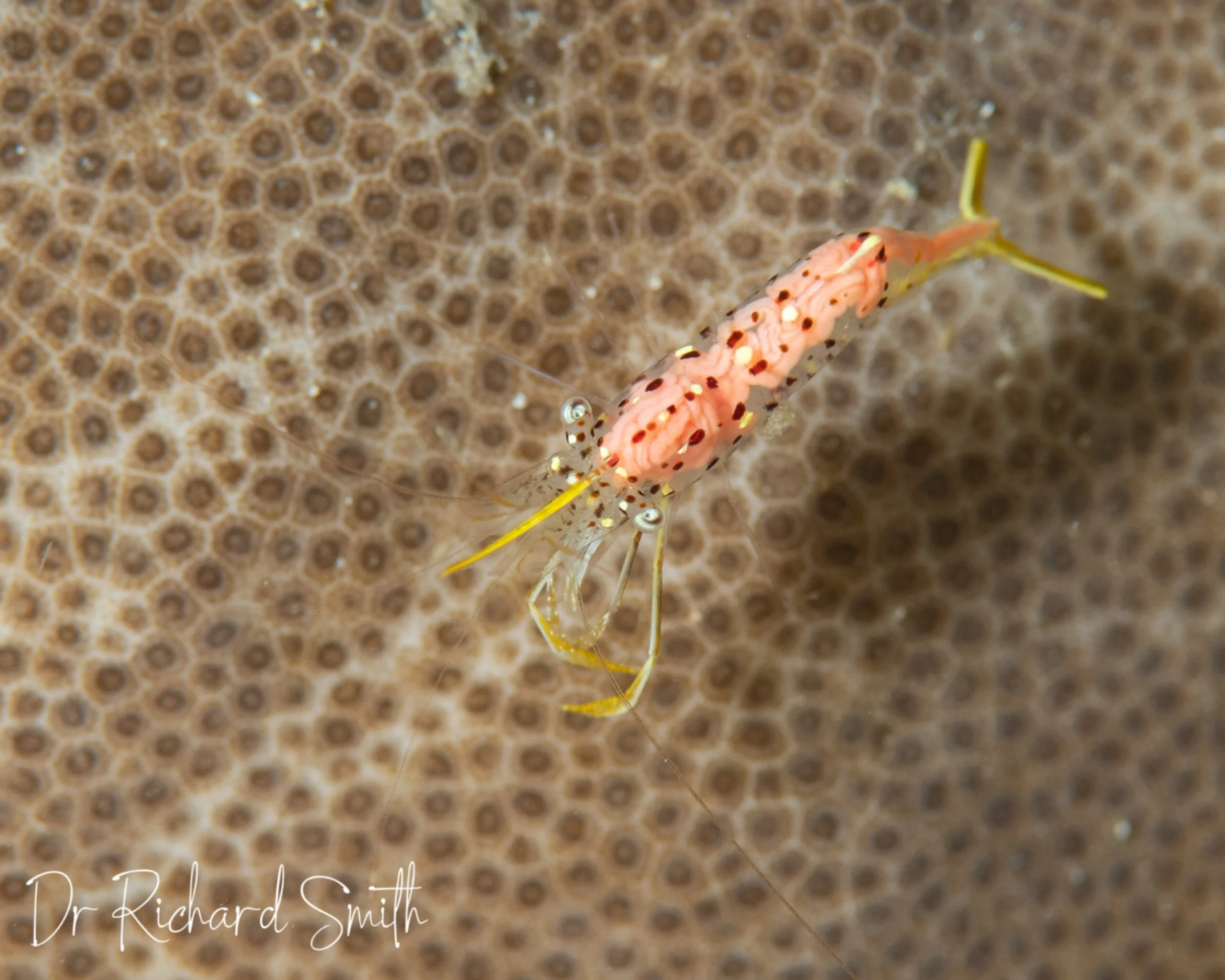 No, the shrimp&rsquo;s not filled with spaghetti, it&rsquo;s a parasitoid fecampid worm 💀 When I last saw this, I contacted an expert at London&rsquo;s Natural History Museum who told me they&rsquo;d only ever recorded these parasites from a crab in