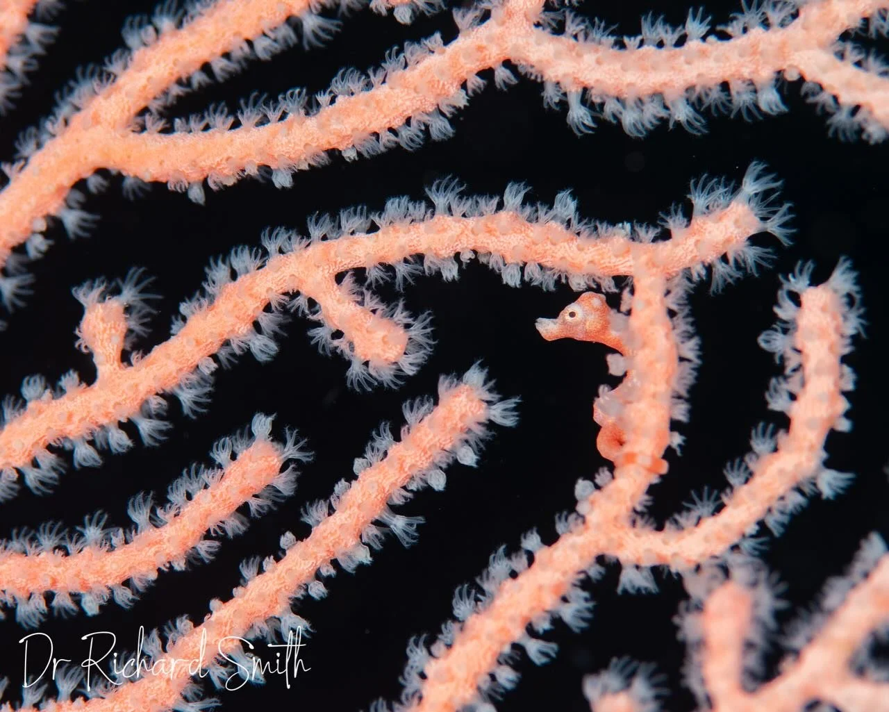 Just wrapped up my recent Indonesian charters and guess what&hellip; the pygmies were out in full force! 🐉✨
We spotted Denise&rsquo;s (1), Pontoh&rsquo;s (2) and Bargibant&rsquo;s (3) pygmy seahorses &mdash; a full trifecta of tiny perfection. 💛💗?