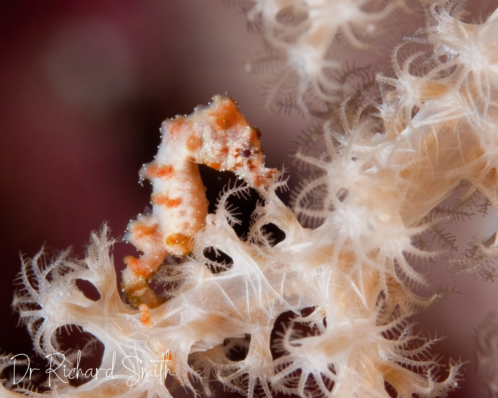 Just one week to go until we leave for the remote Togean Islands of Sulawesi, Indonesia, in search of one of the world&rsquo;s most enigmatic seahorses!

The seeds for this trip were planted nearly two years ago, when my colleagues Masayu, Graham (@s