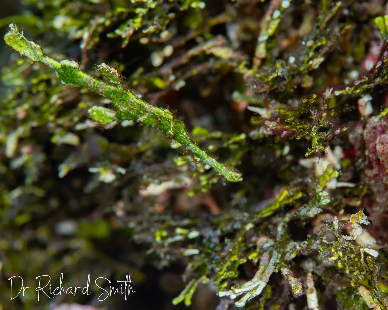 Who thought that ghost pipefishes only ate small crustaceans? Well, everyone&hellip;until now. I was privileged to be a co-author on this paper, just published in the Journal of Fish Biology and championed by @syngnathidguy: &ldquo;First record of pi