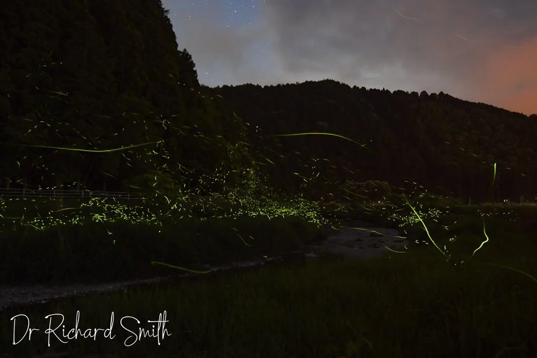 Oh wow, what a night 🥰 We sat in the dark surrounded by thousands of fire flies as the stream babbled away. Such an incredible moment with nature. I didn&rsquo;t get the best picture, but it turns out that I only really know my camera when it has an