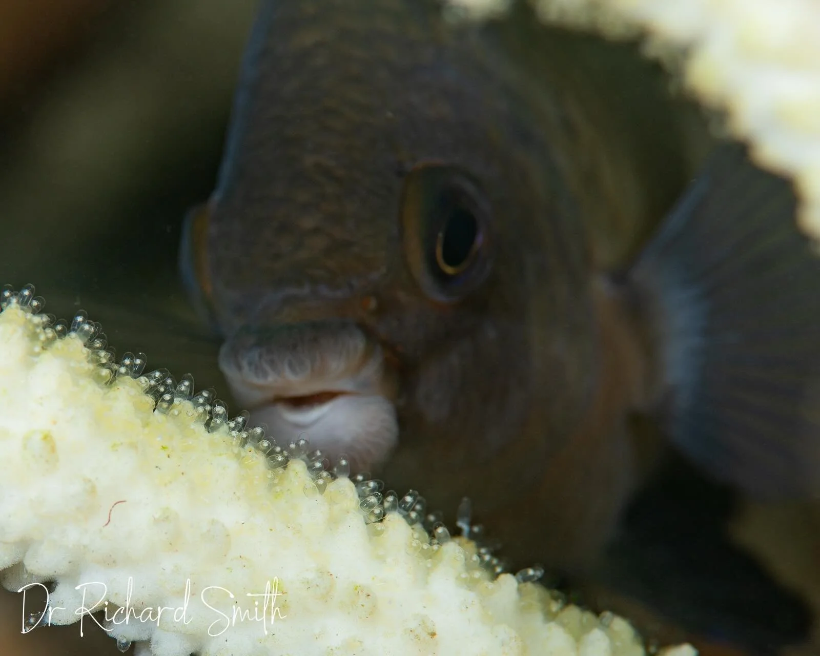 Following on with my Big-Lip Damsel obsession, it was wonderful to watch them tending to their clutch of eggs laid on an Acropora coral. This was super tricky to shoot, since the clutch was laid in a very protected spot where there was only a tiny li