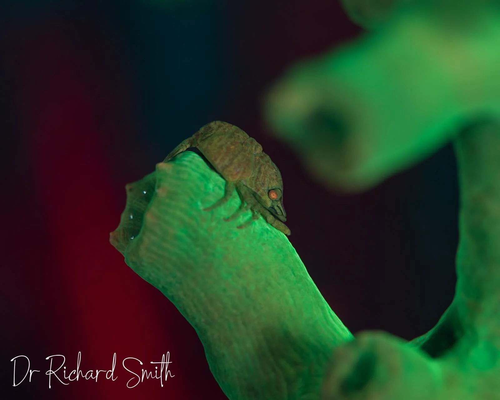 Another amazing shrimp today! This is the Tubastrea coral shrimp (Pontonides maldivensis). I have see it a couple of times before, but from Ume&rsquo;s photos (@amami_one_loop) and knew they were bigger here, which is helpful, since this &lsquo;big&r