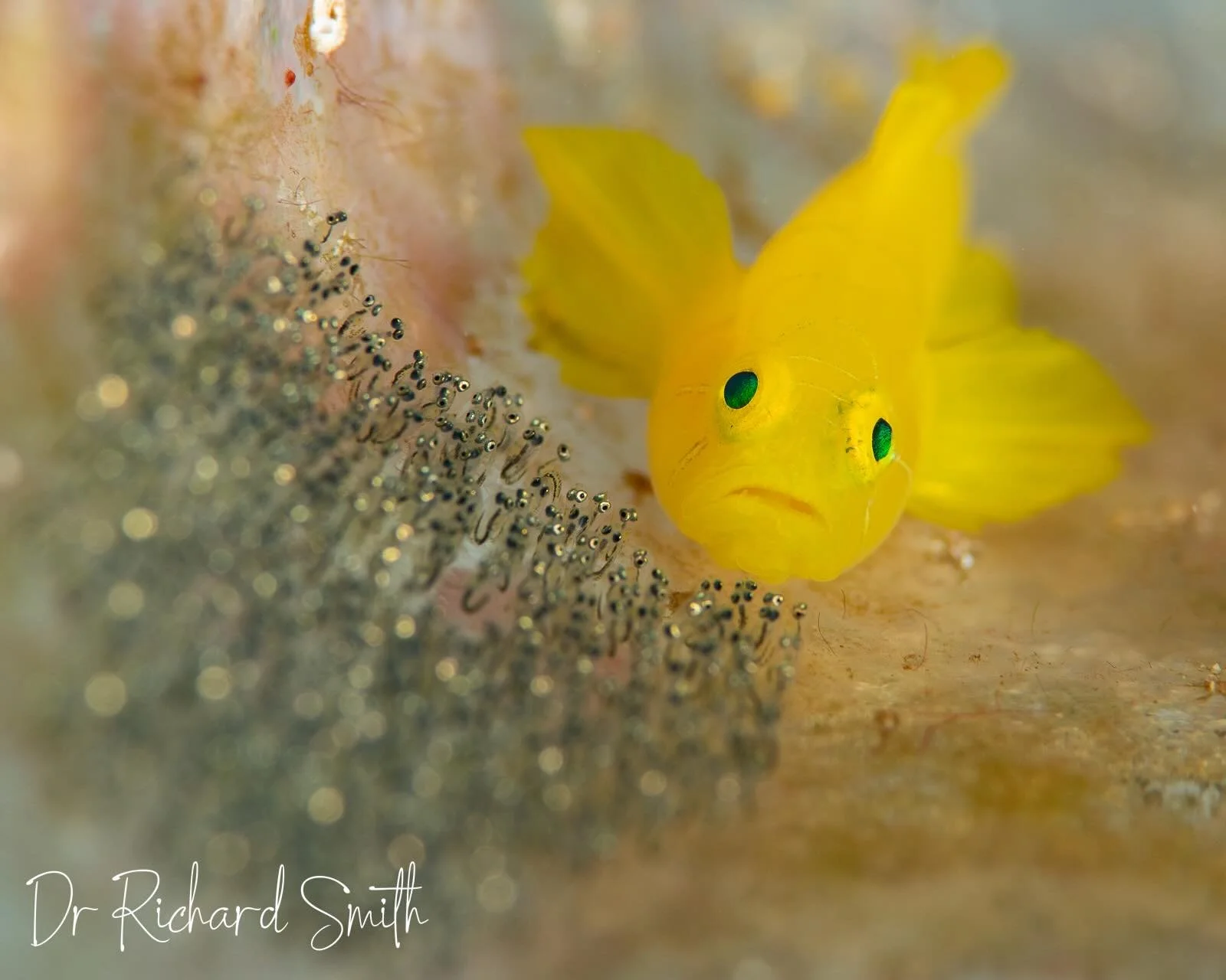 So happy to see the incredibly beautiful Ornate Pygmy Goby (Lubricogobius ornatus) today with its well developed eggs. Can you see the eyes of the tiny fry still in their eggs?! The species has a huge geographic range from New Caledonia in the south,