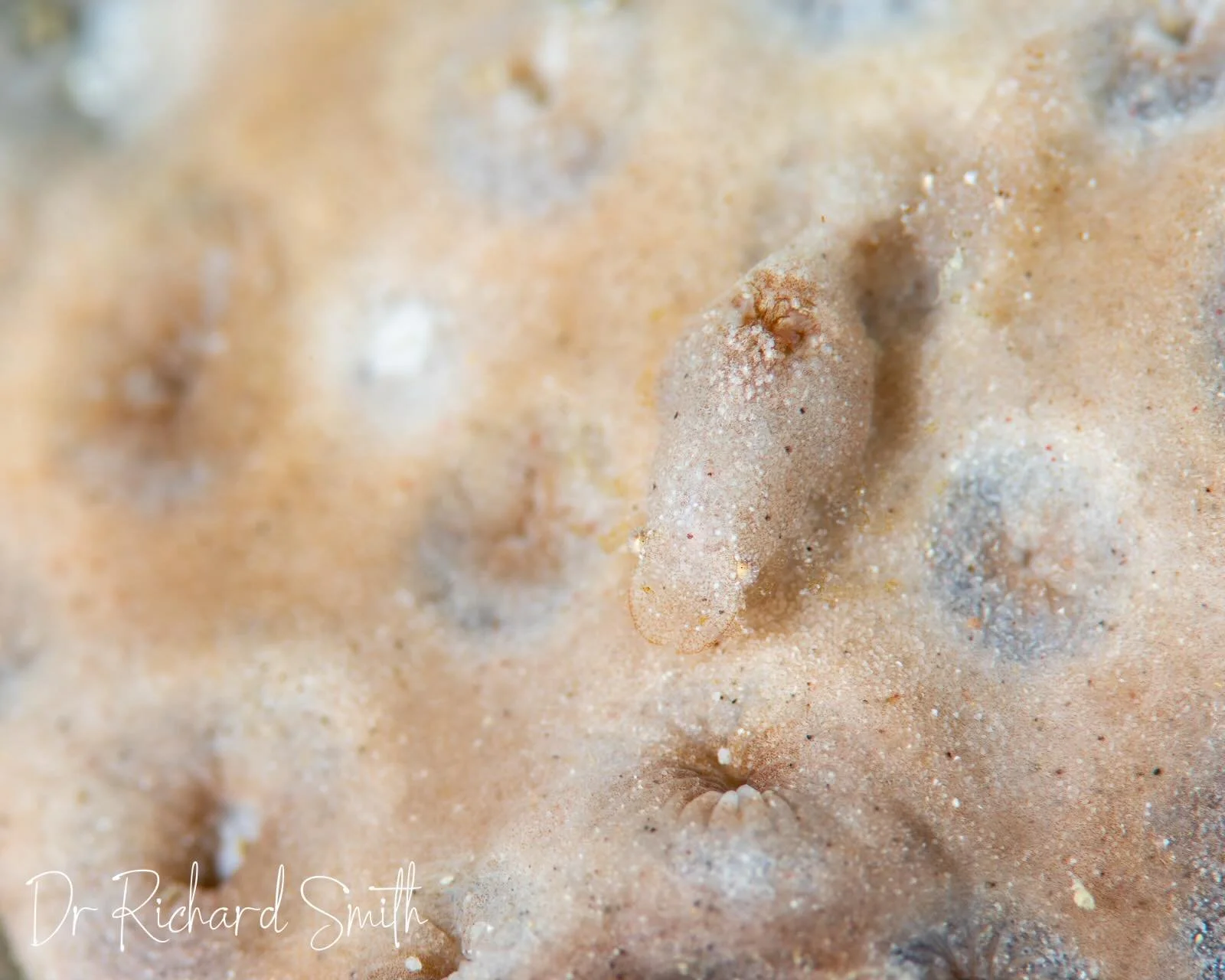 Despite the typhoon, tsunami, and landslide warnings during this trip, we had some wonderful dives today.
I was incredibly excited when Ume found this amazing pair of cryptic shrimps. I&rsquo;ve been slightly obsessed with a similar species, the Cryp