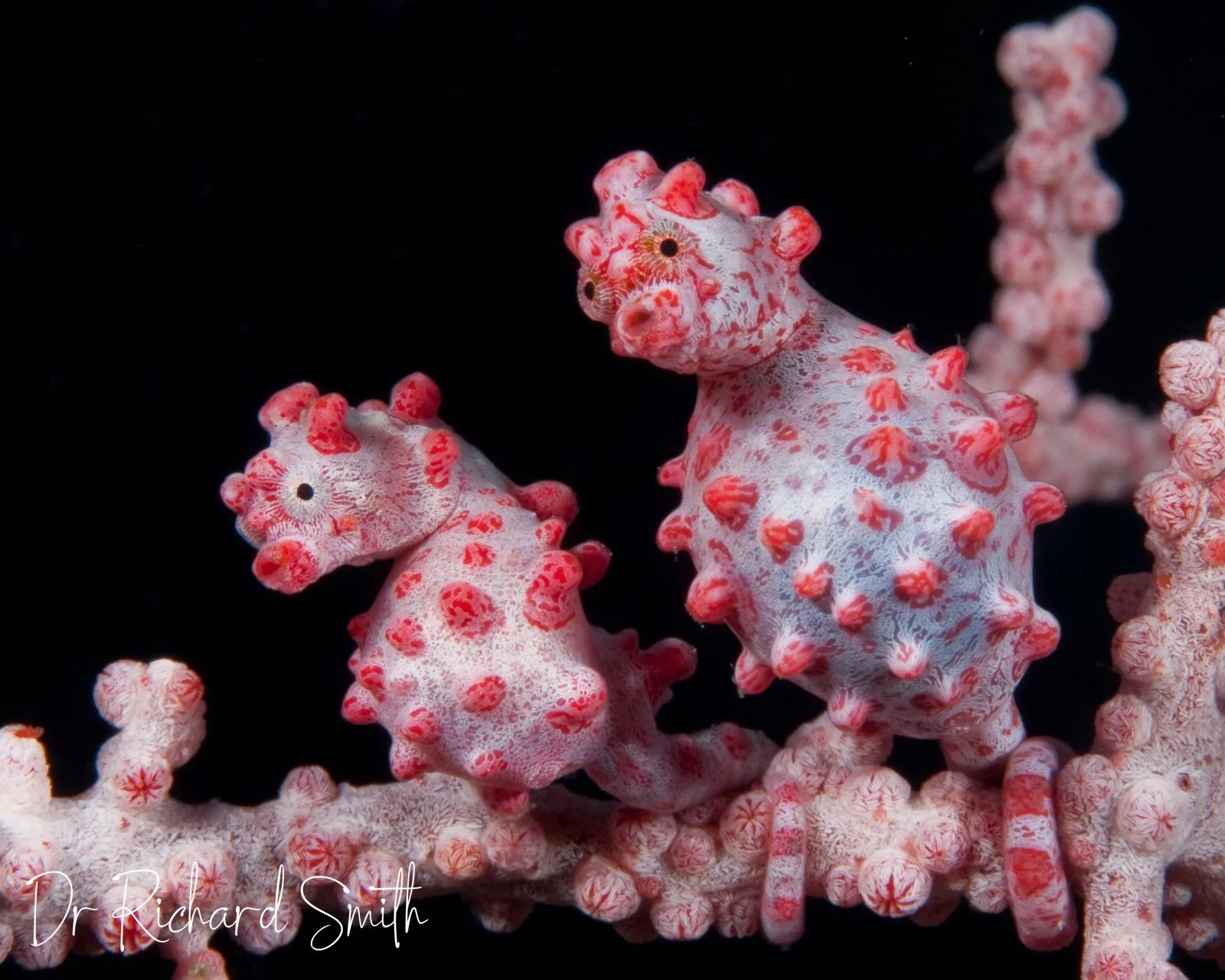Enough with the small talk, let&rsquo;s talk small seahorses 🐴 A male pygmy seahorse can give birth and be pregnant again within 20 minutes. Busy little things! I chatted with @seattleaquarium on their Lightning Strikes Twice podcast about courtship