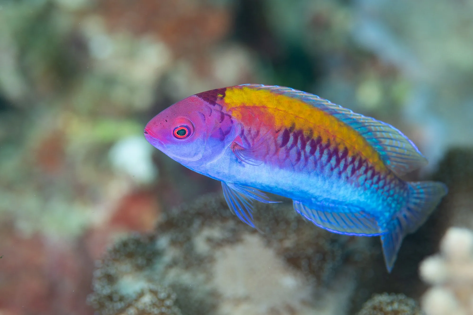 Orange-back Fairy Wrasse