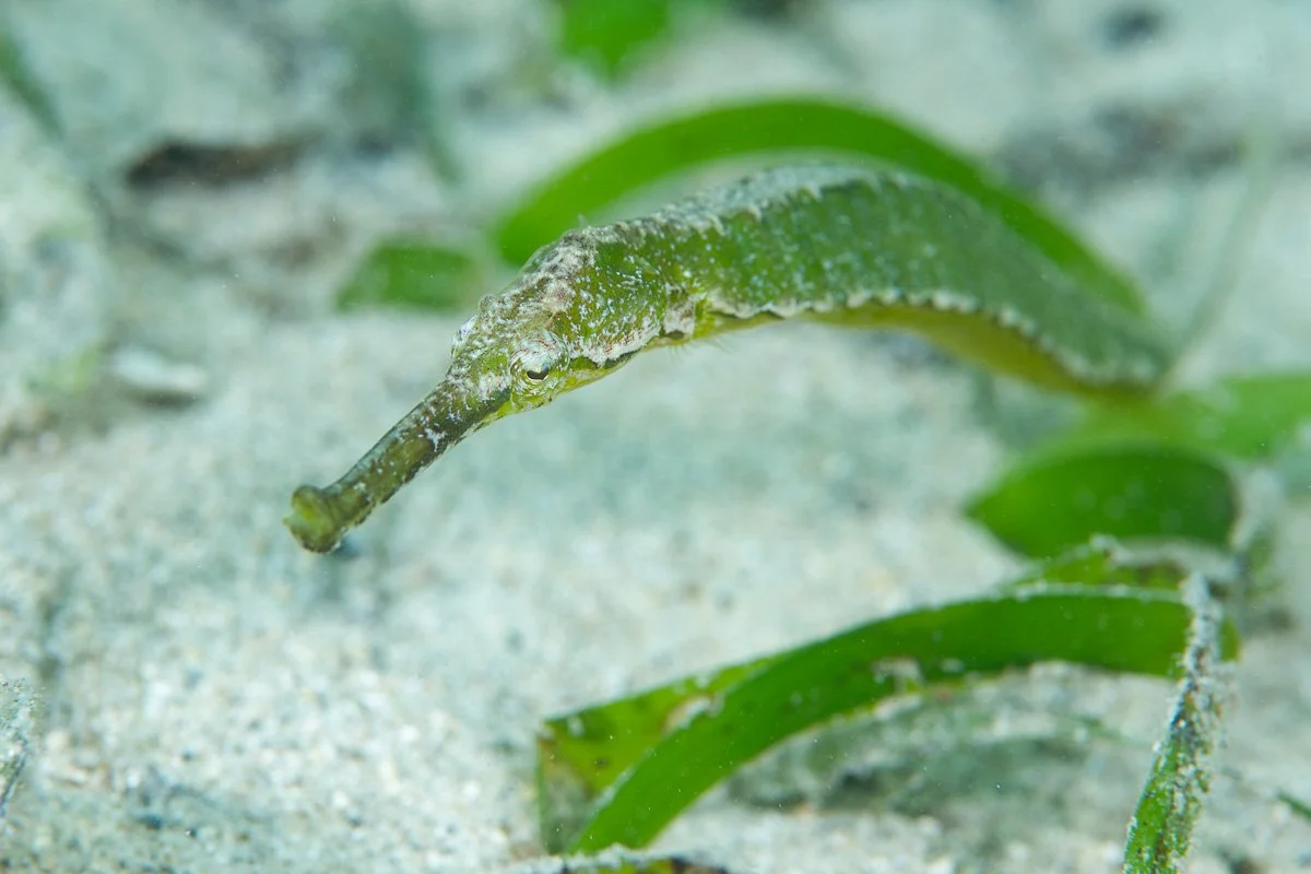Double-ended pipefish (Syngnathoides biaculeatus)