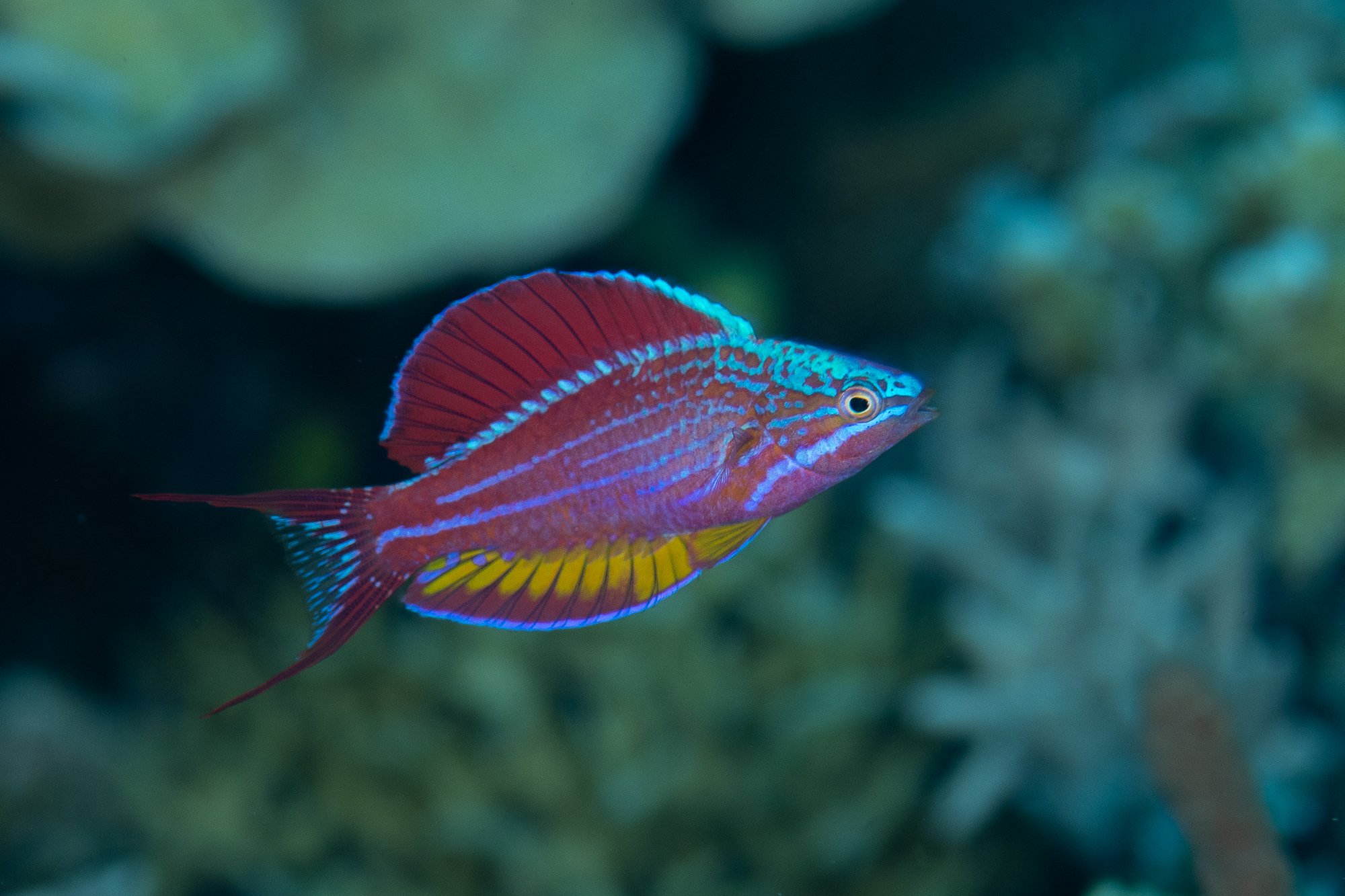 Togean flasherwrasse