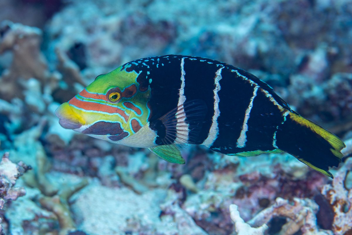 Terminal male barred thicklip