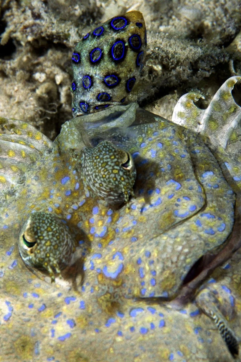 flounder & blue ring.jpg