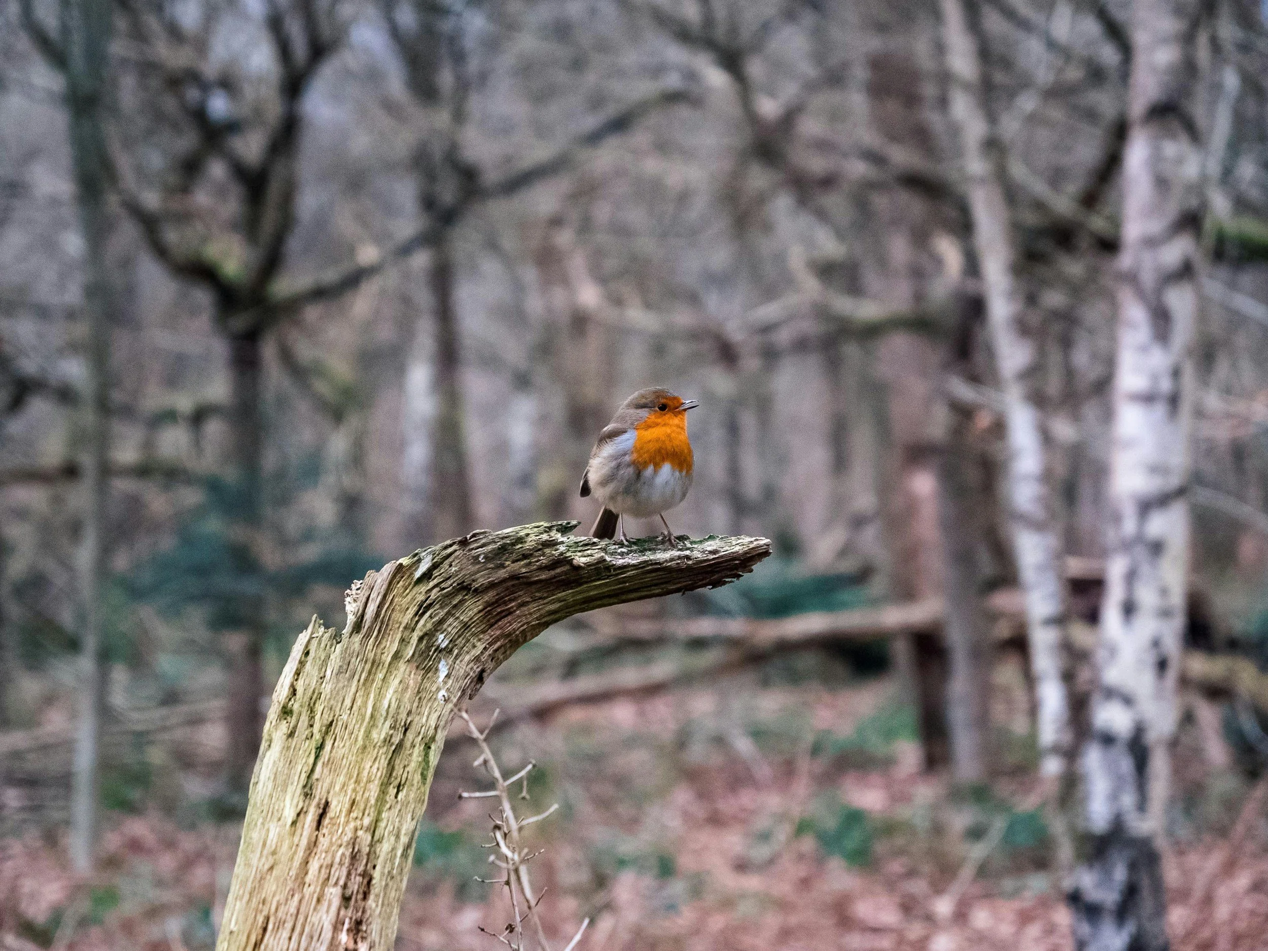 Oiseau - Un Rouge-gorge européen perché sur un arbre mort.