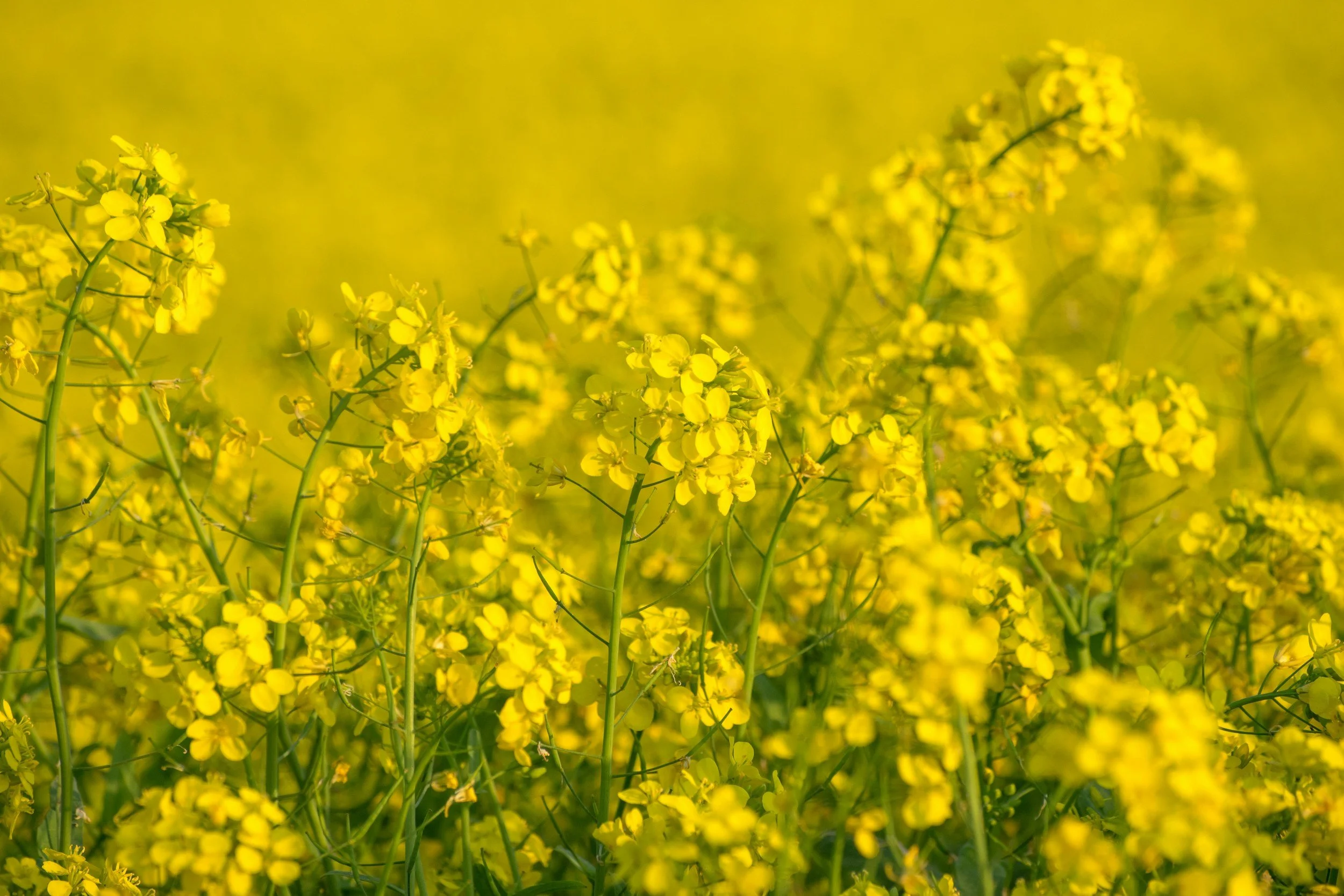Small Seeds, Yeast, and Treasure (Matthew 13: 31-33, 44-46)