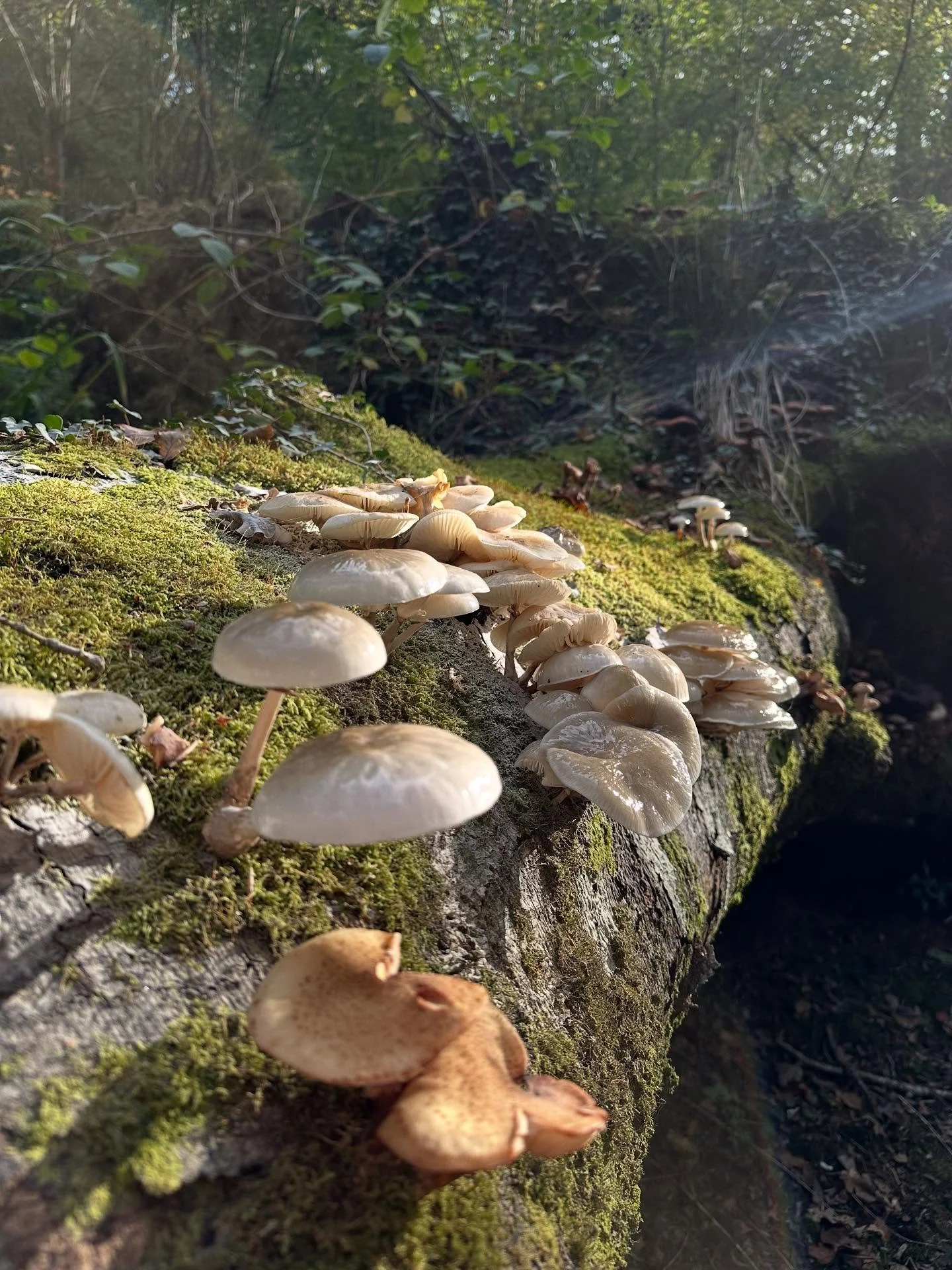 🍄Magical Mushroom Magnificence 🍄&zwj;🟫

I&rsquo;ve just had a really lovely trip to @embercombeuk for a reunion of the 2023 and 2024 Rewilding Trainings. We went for a walk on the land and came up with this huge and beautiful diversity of fungi! 
