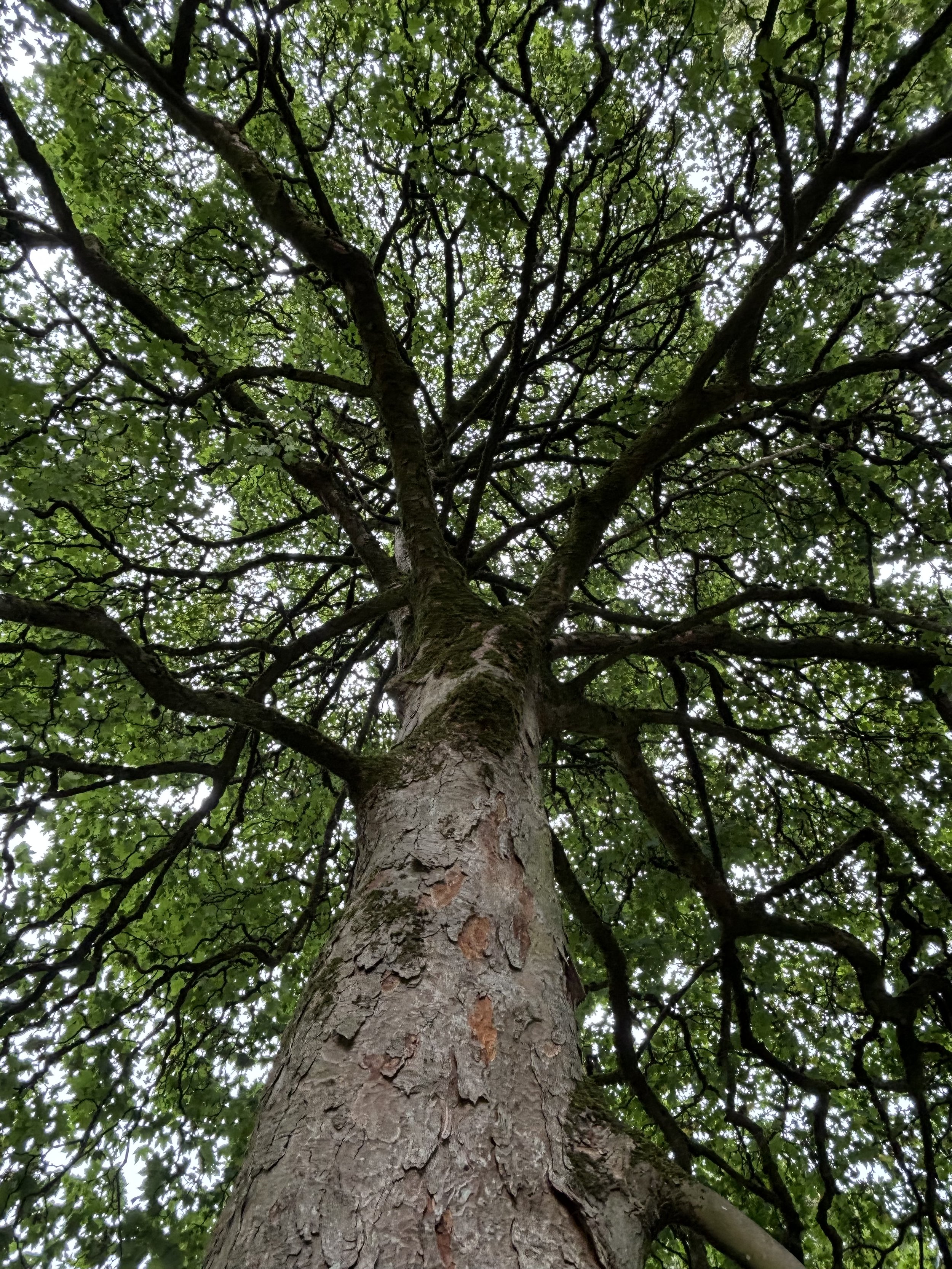What Does a Soul Have to do with Wholeness?