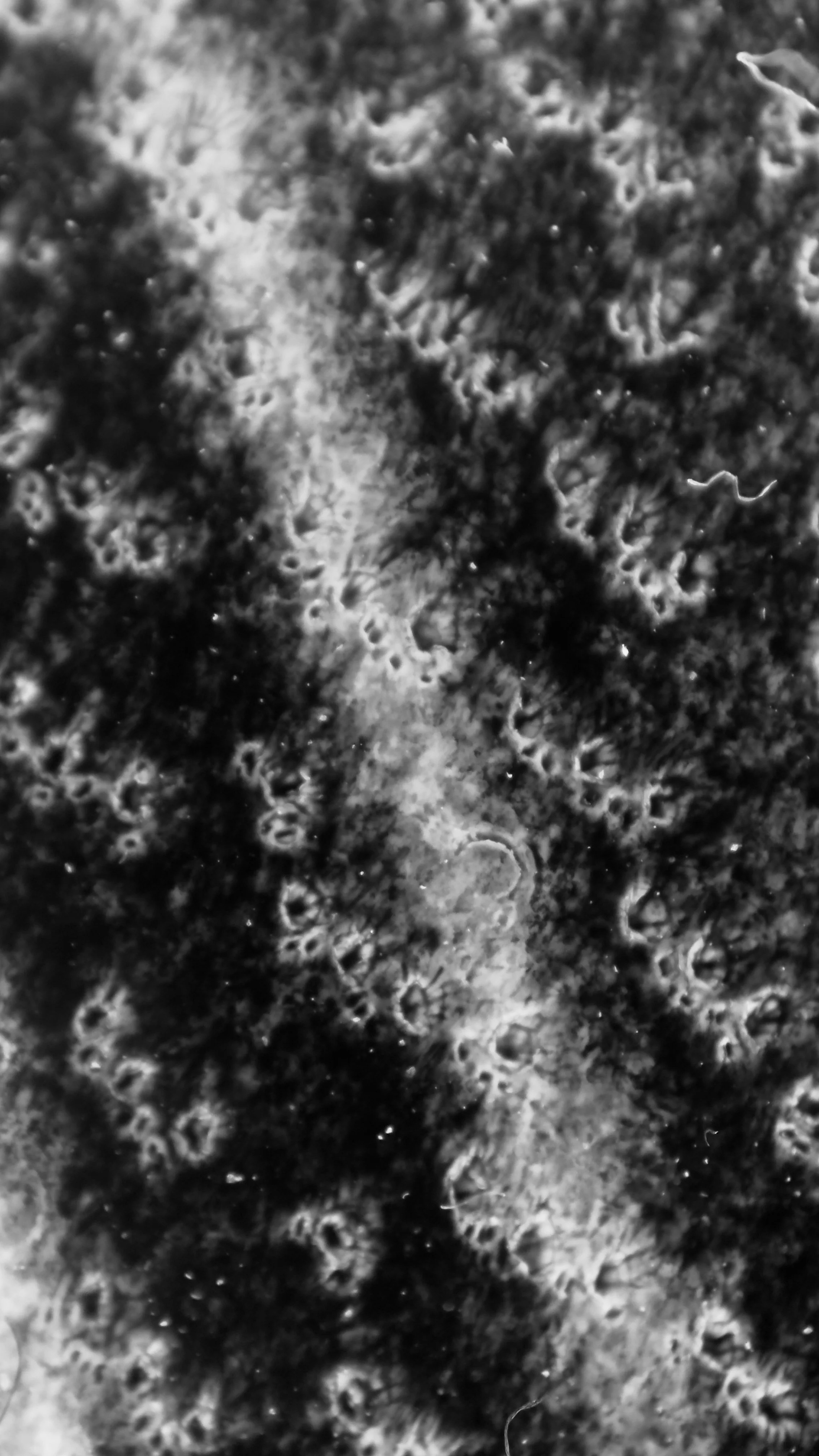 IMG_0855.jpeg