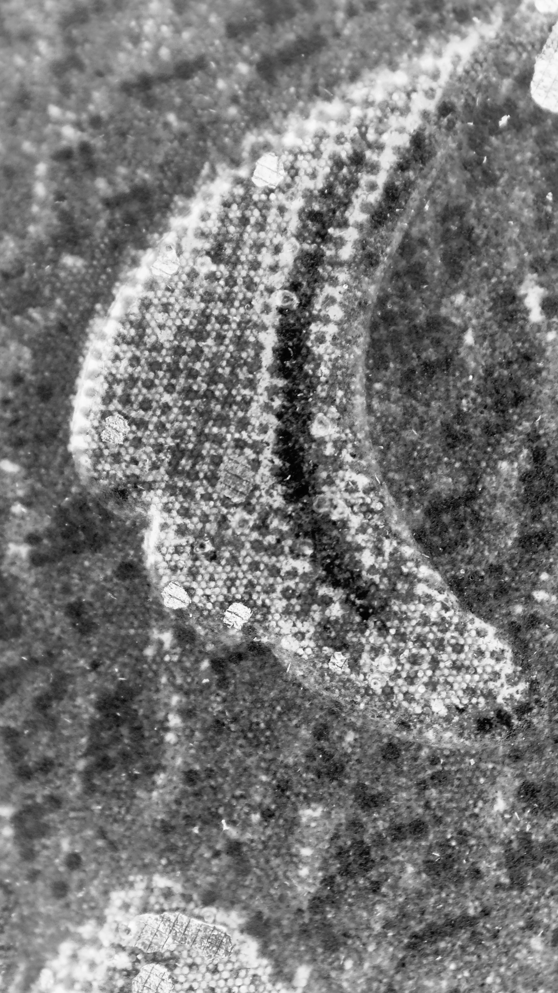 IMG_0866.jpeg