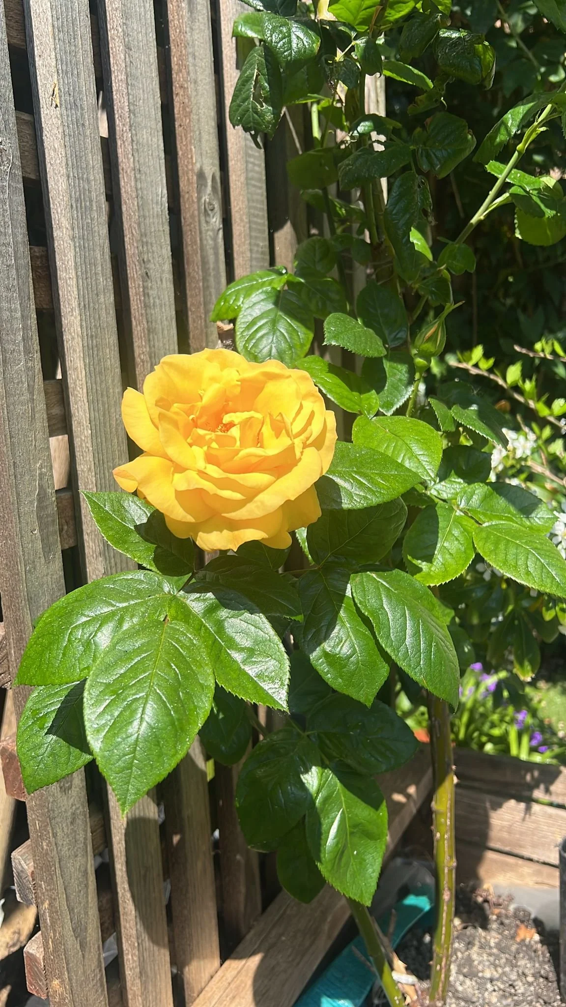 A yellow rose growing next to a wooden garden fence with green leaves.