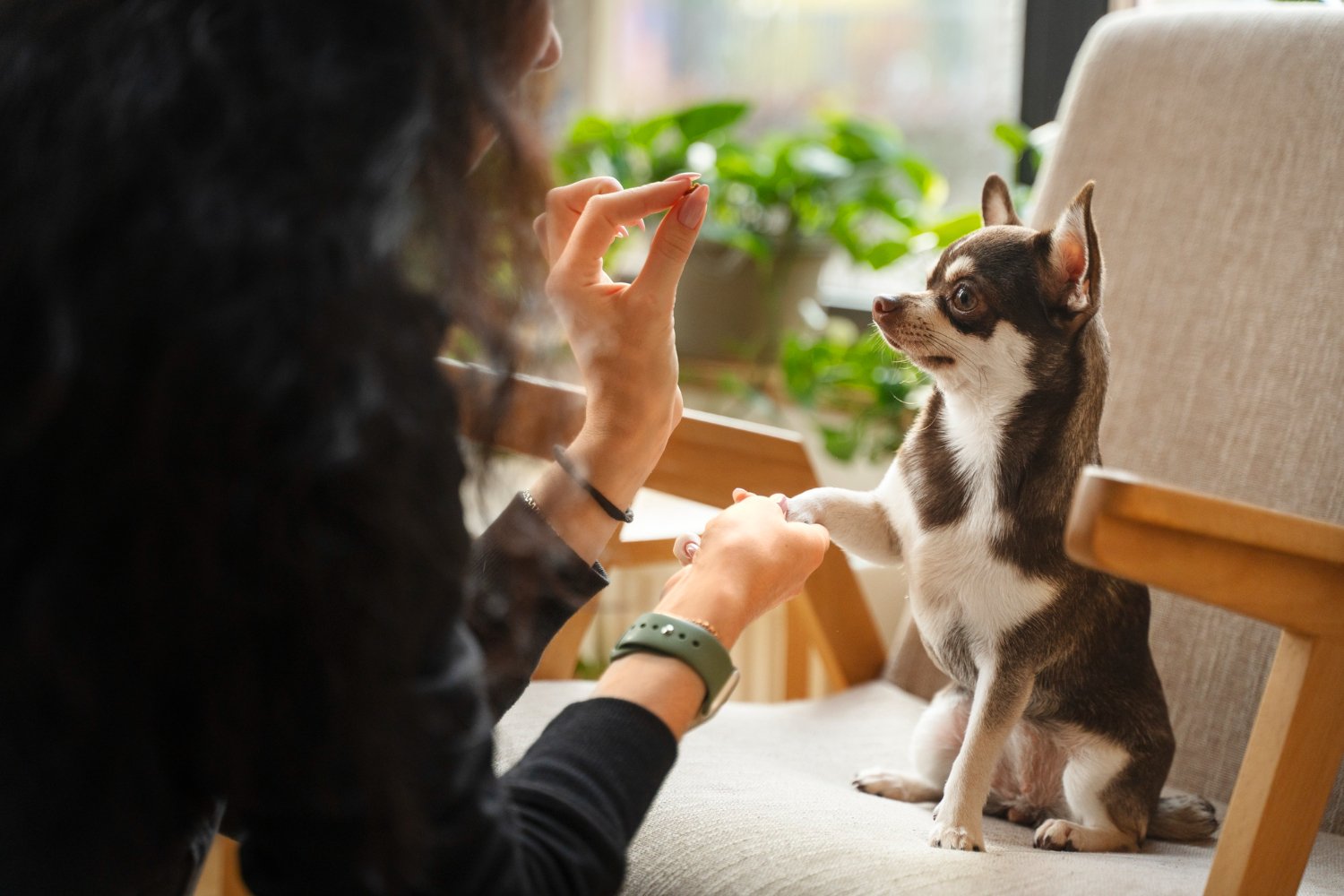 Why More Pet Brands Are Hiring Fractional Social Media Teams in 2025 (+ Case Study)
