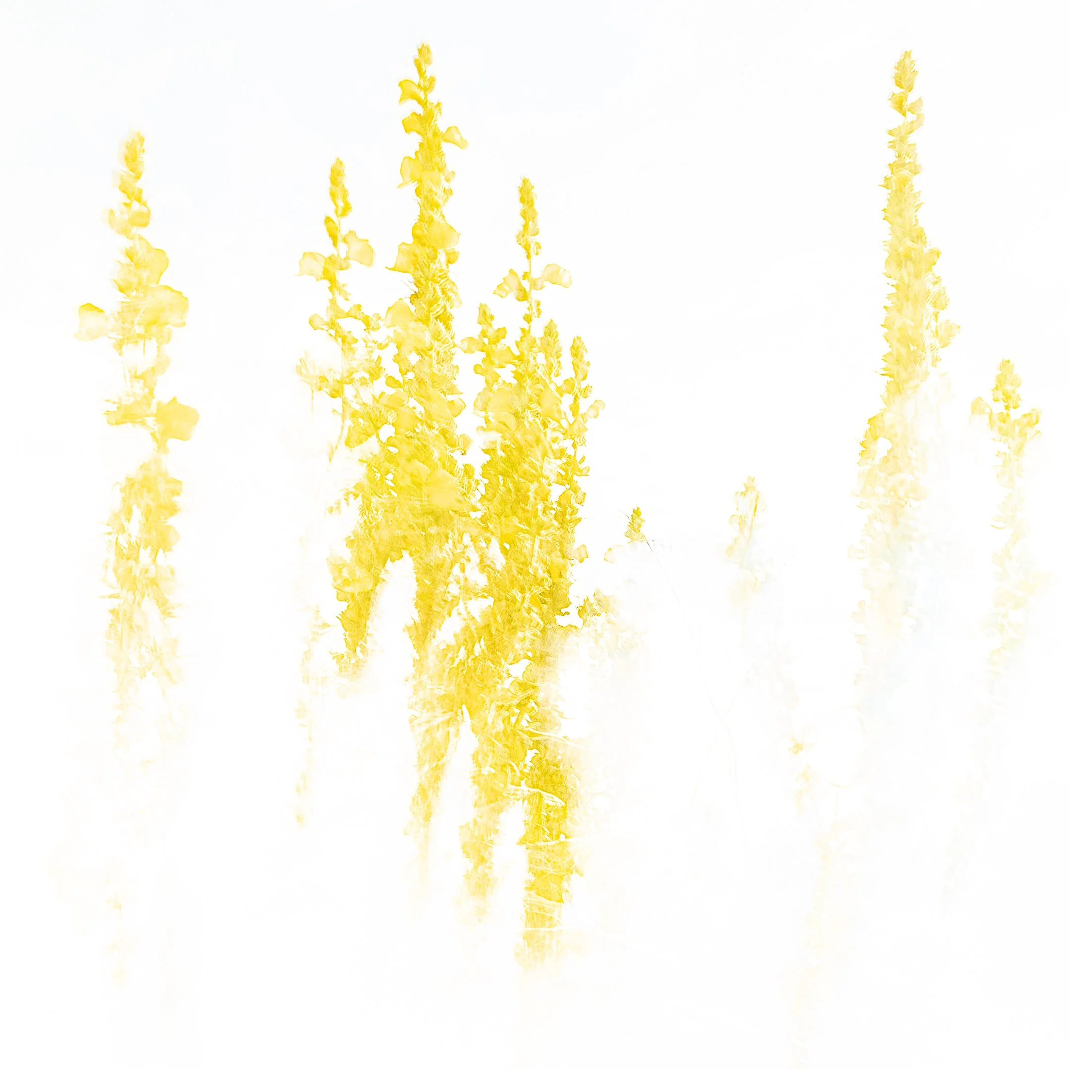 Julian Łoziński Lozinski Nature Photography Fotograf Przyrody 